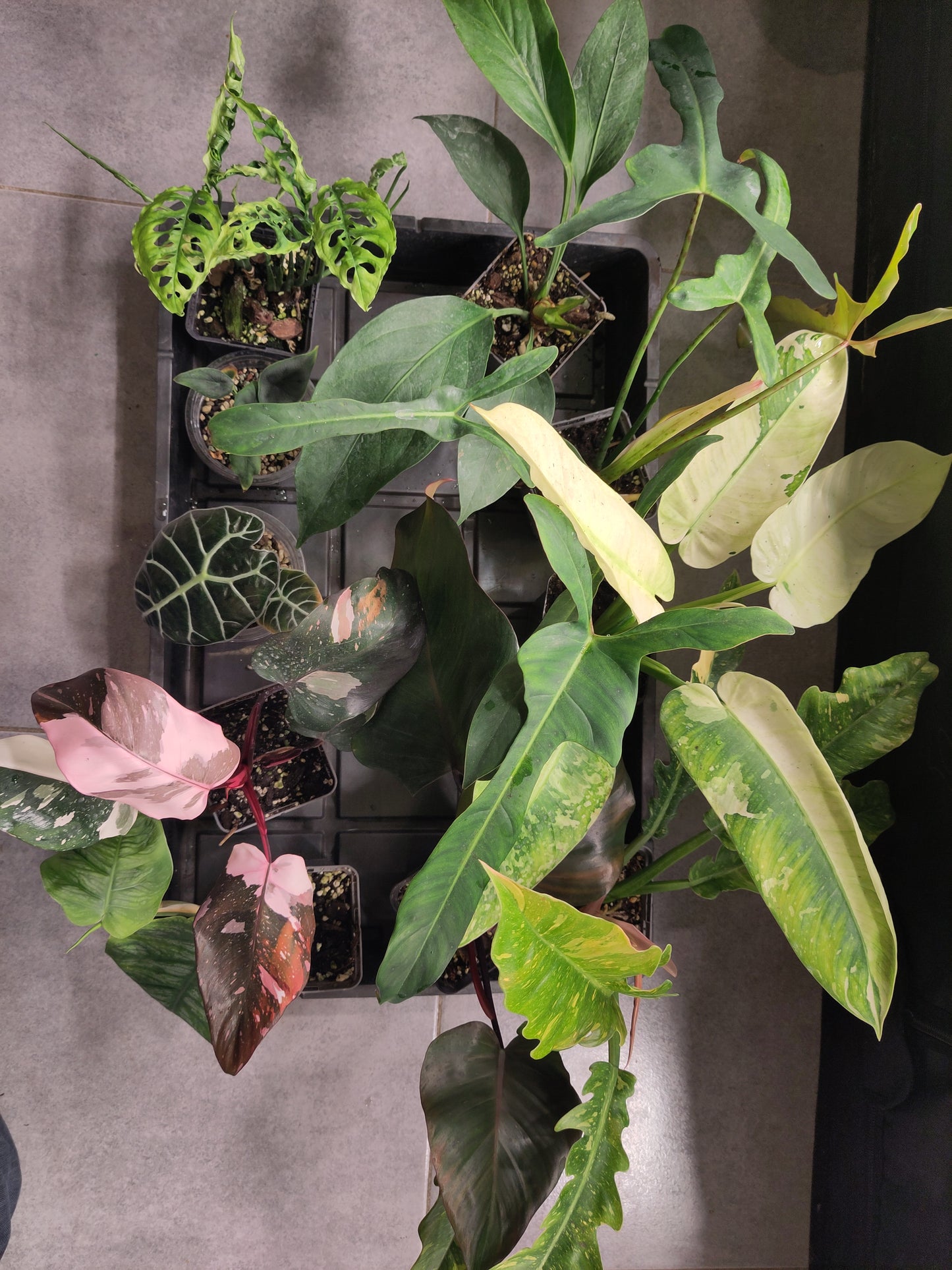 PACK MYSTERY BOX 10 plantes pour 99.00 euros ( alocasia/anthurium/ monstera/ philodendron )