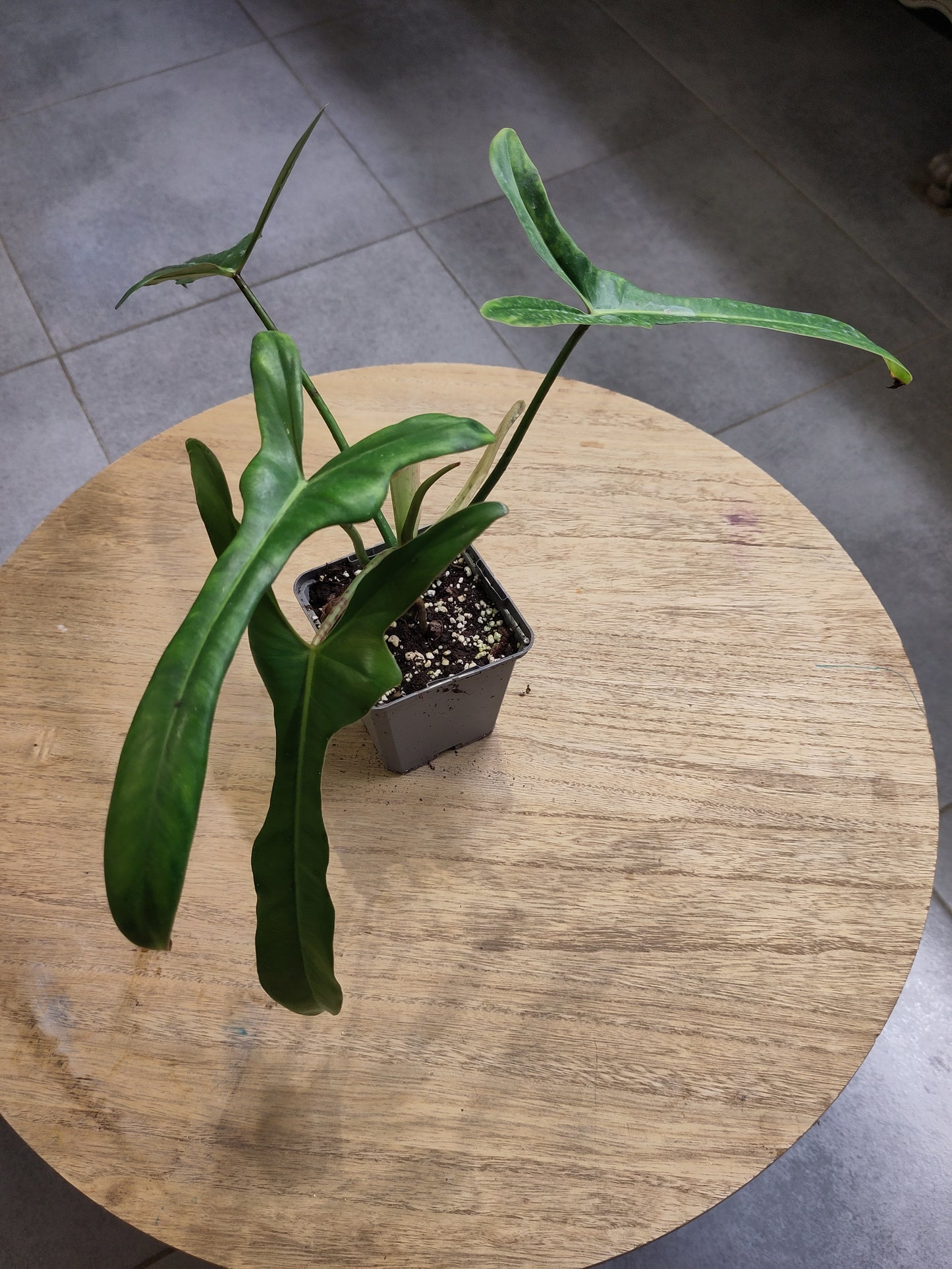 Philodendron longilobatum