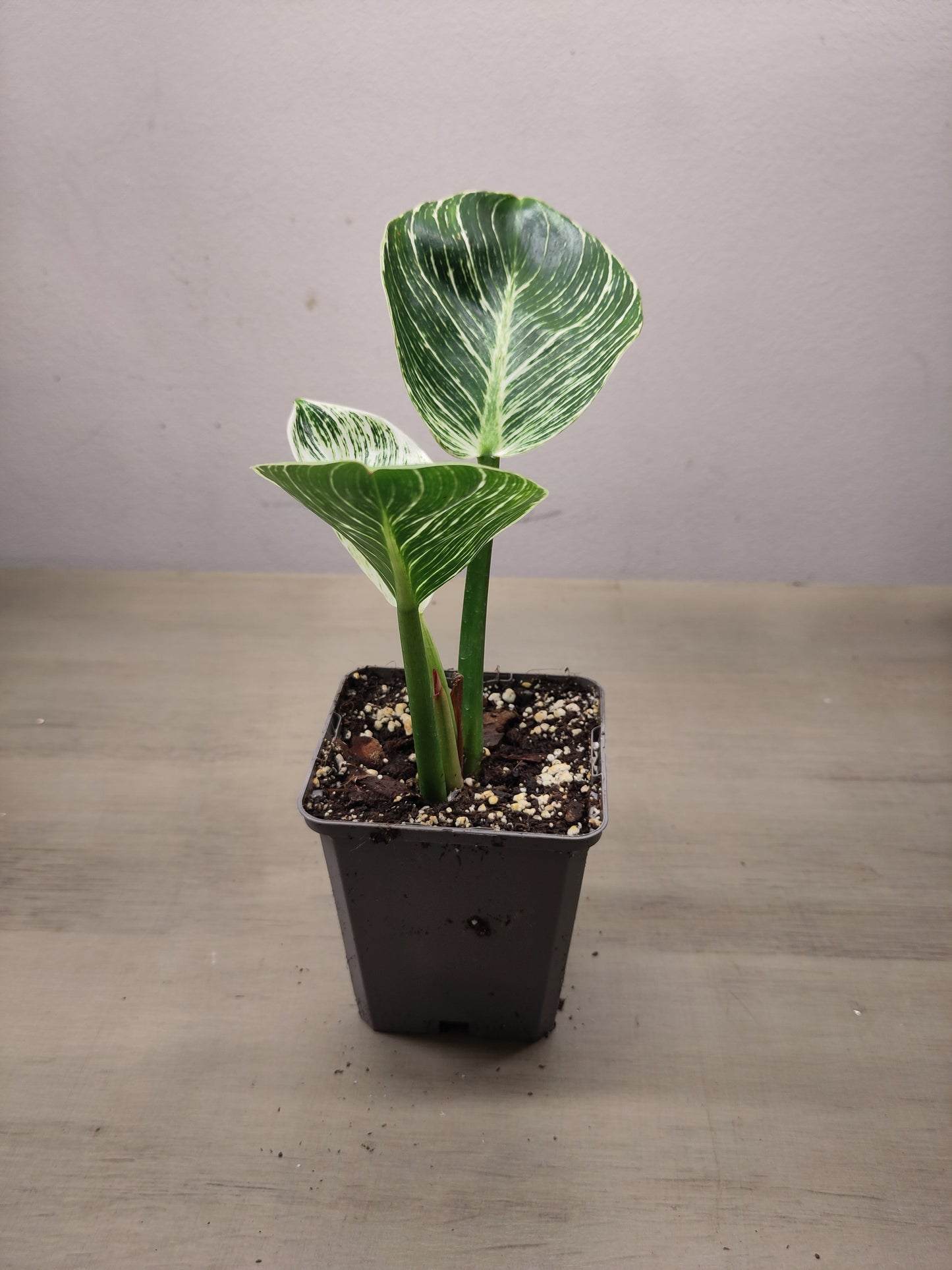 Philodendron "Birkin"