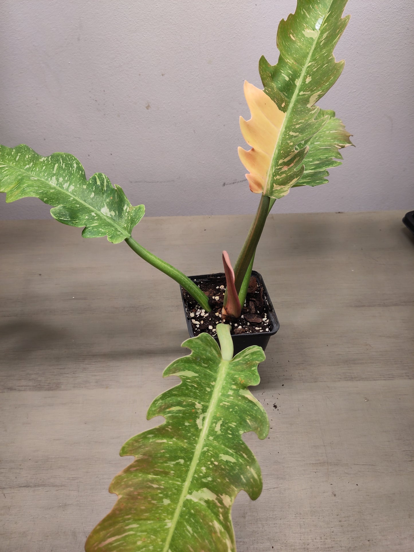 Philodendron Ring of fire Variegata