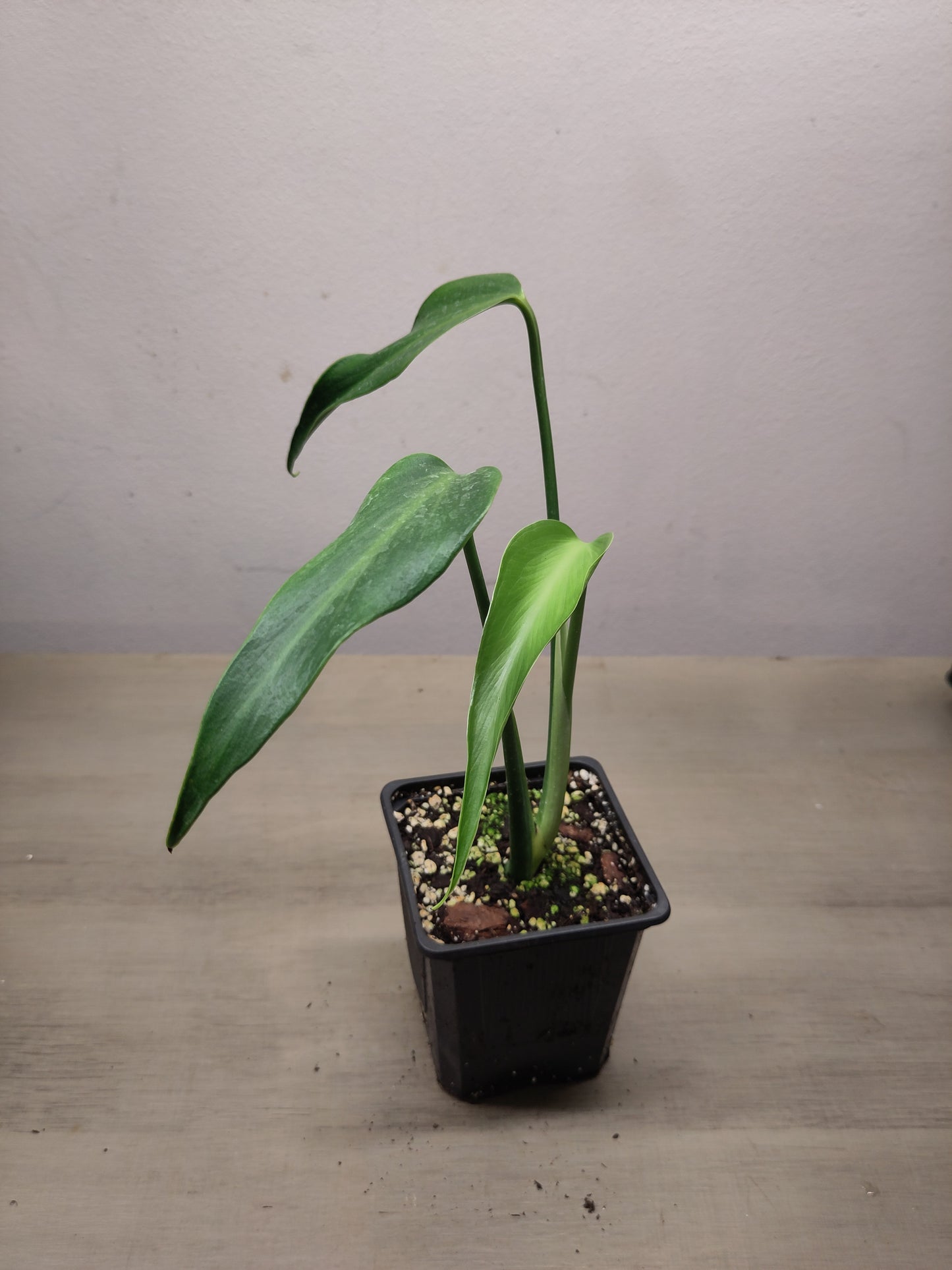 Monstera Burle Marx Flame