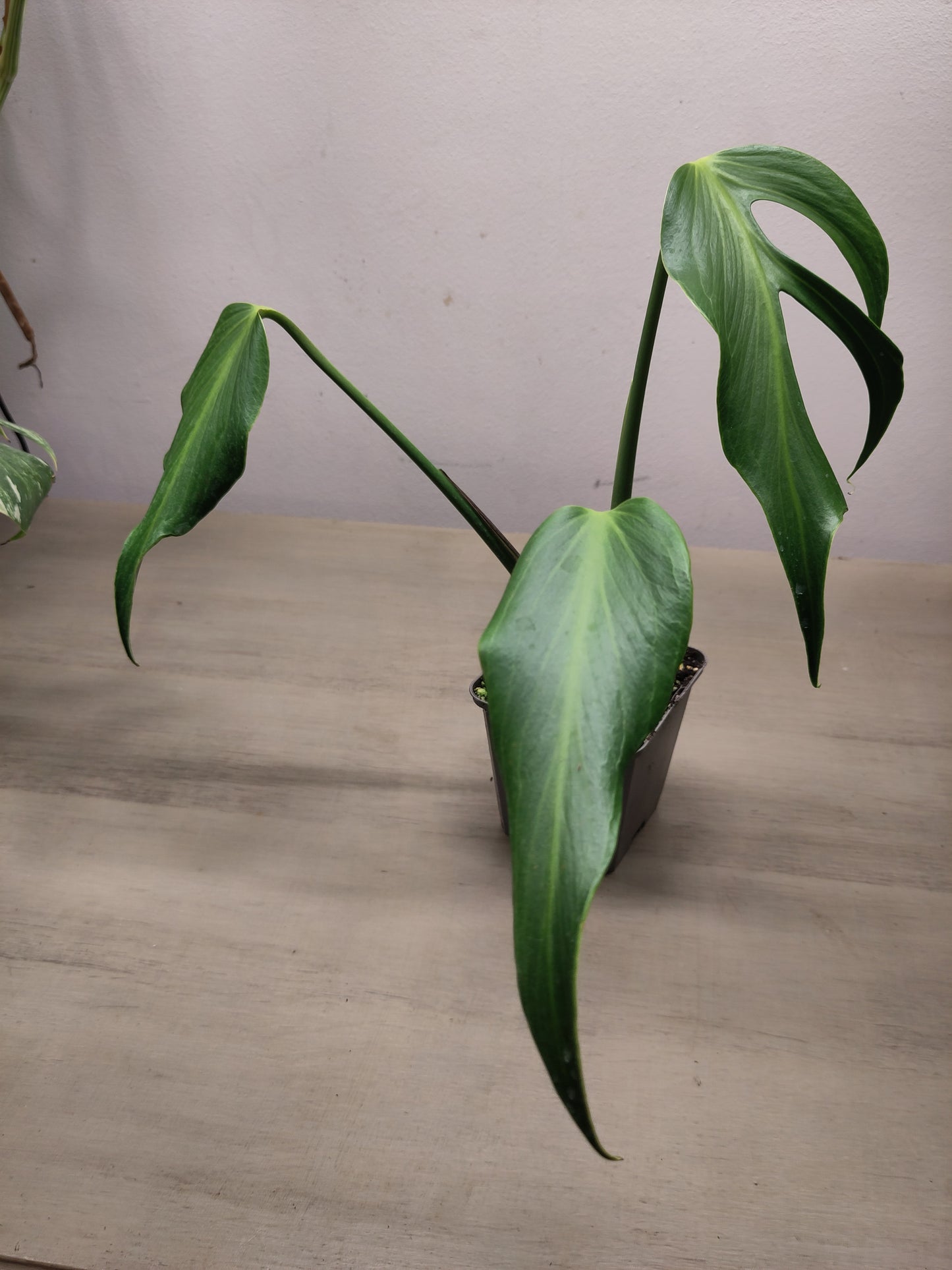 Monstera Burle Marx Flame