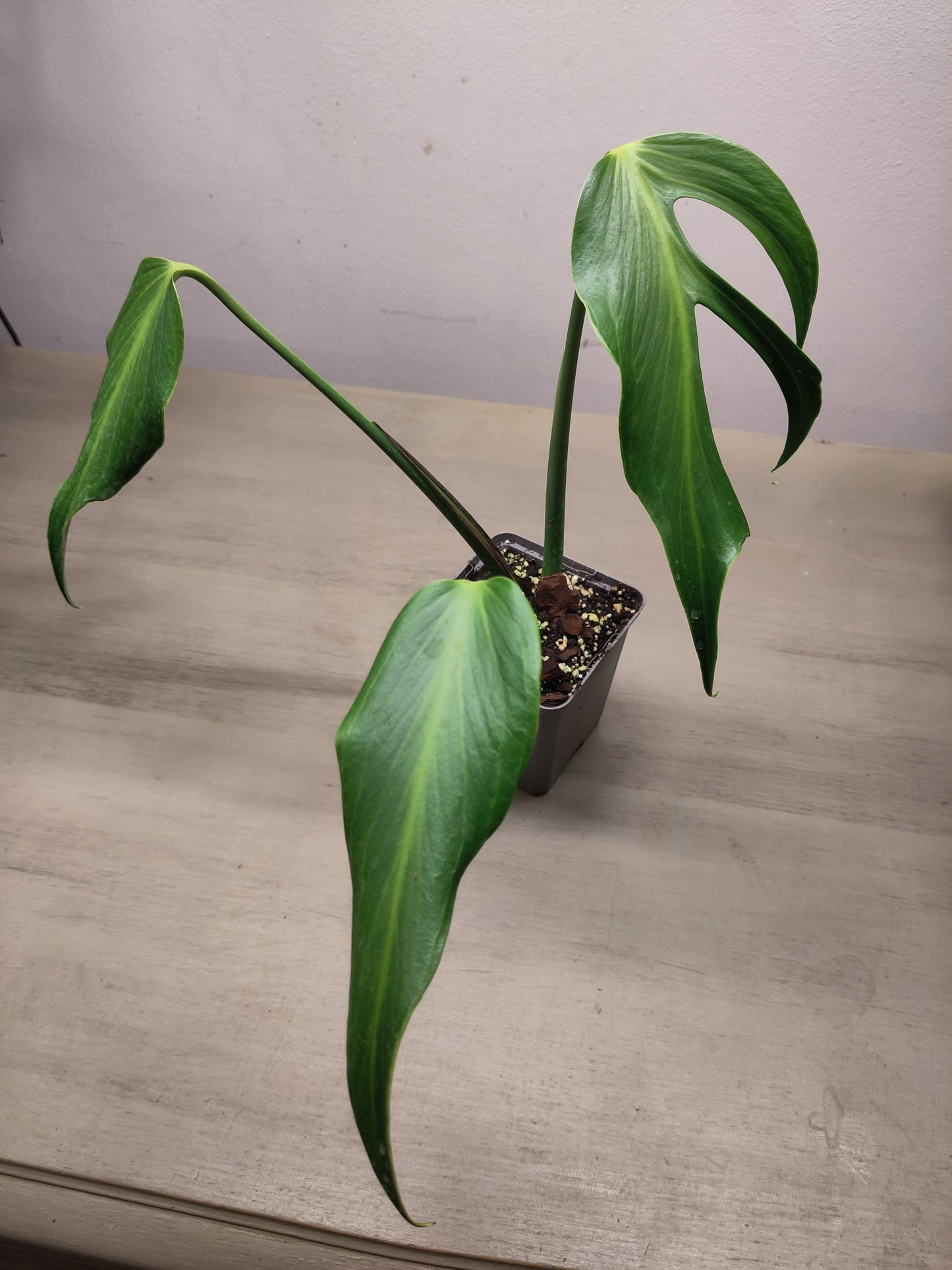 Monstera Burle Marx Flame