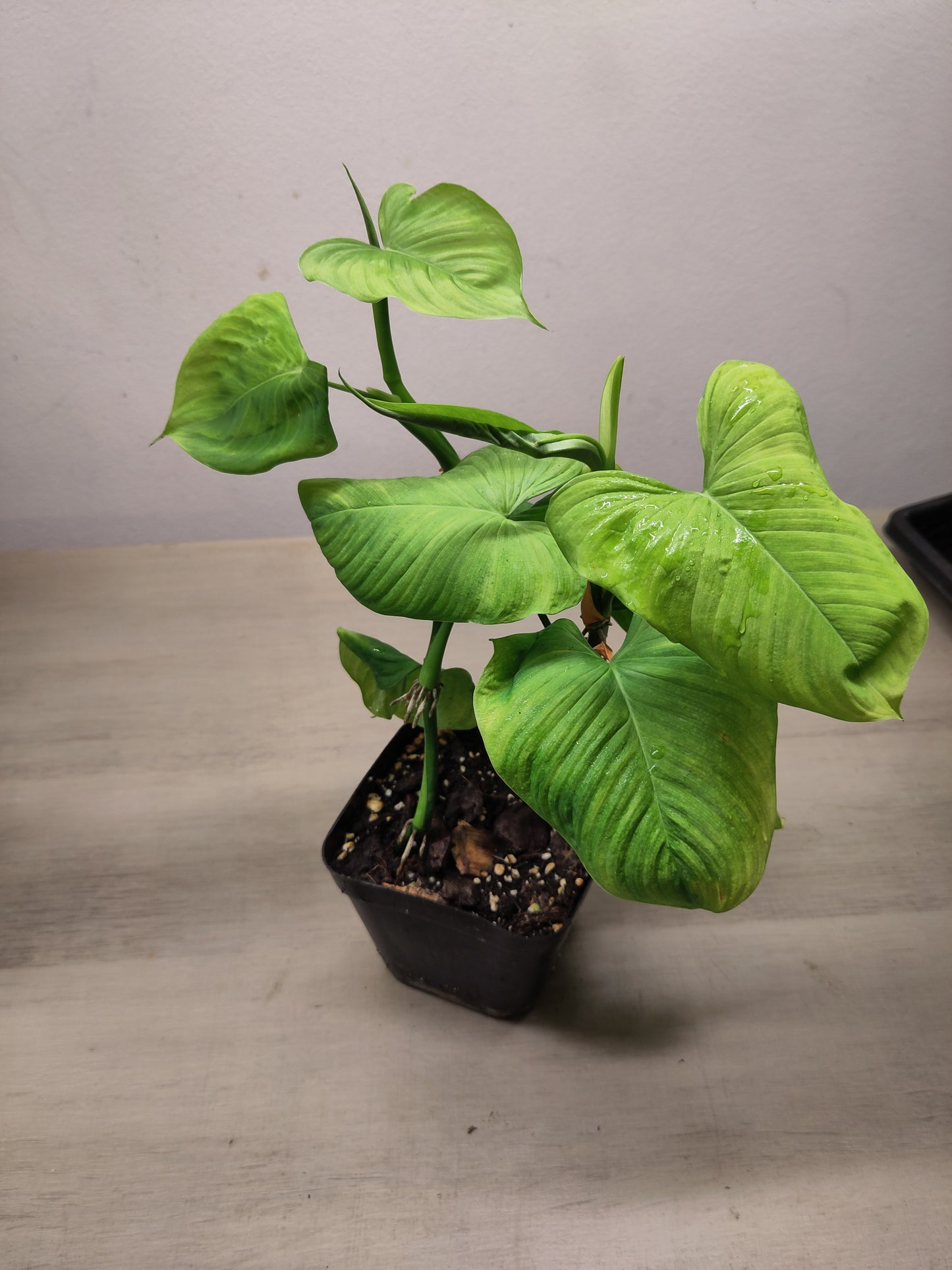 Philodendron fibraecataphyllum