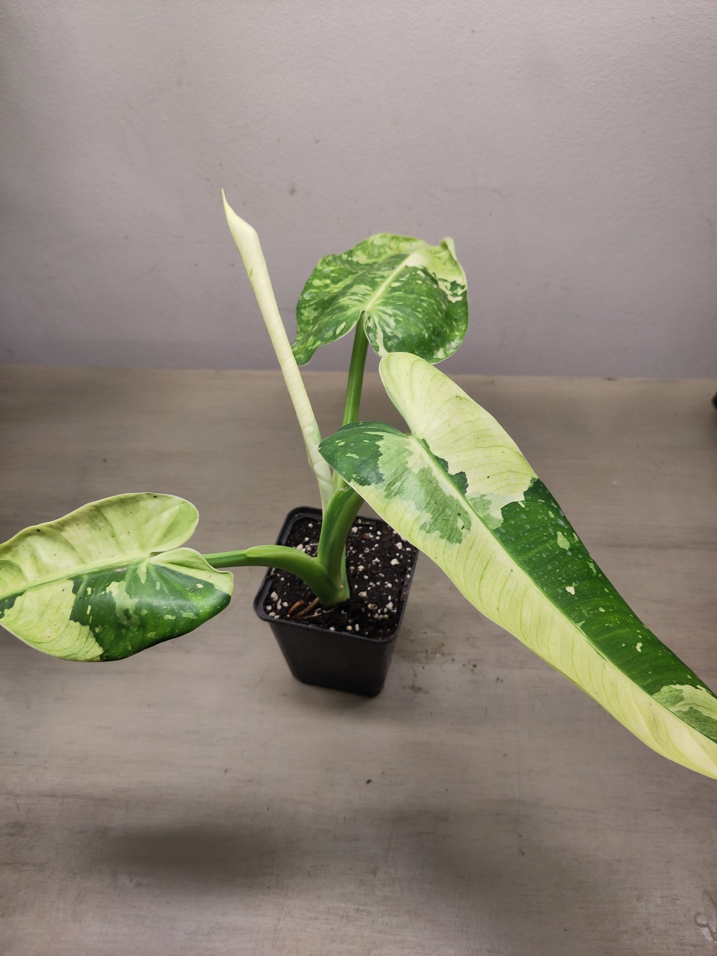 Philodendron Jose Buono Variegata