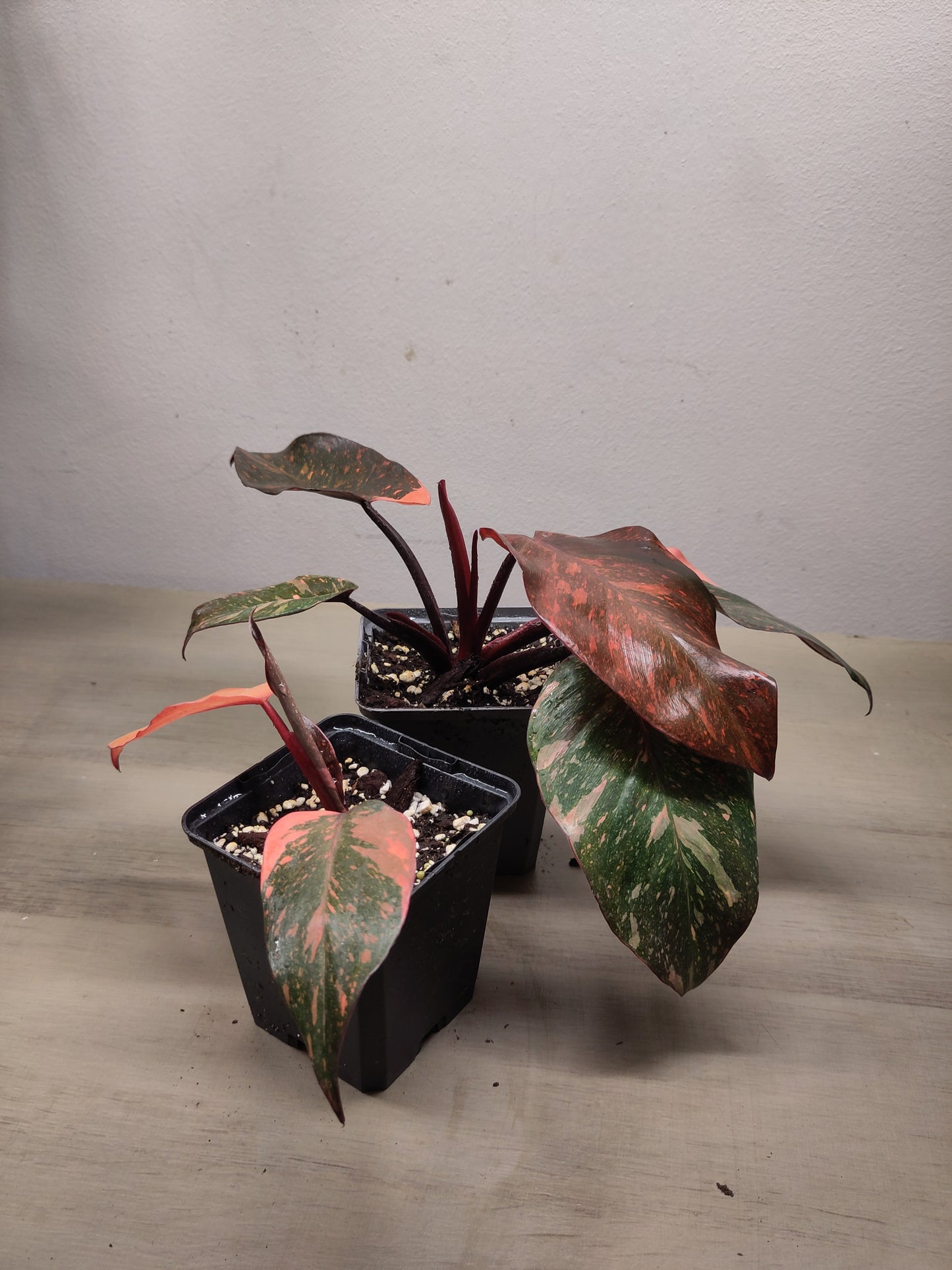 Philodendron Orange Princess Variegata
