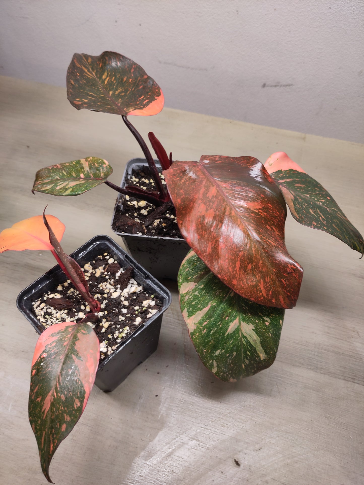Philodendron Orange Princess Variegata