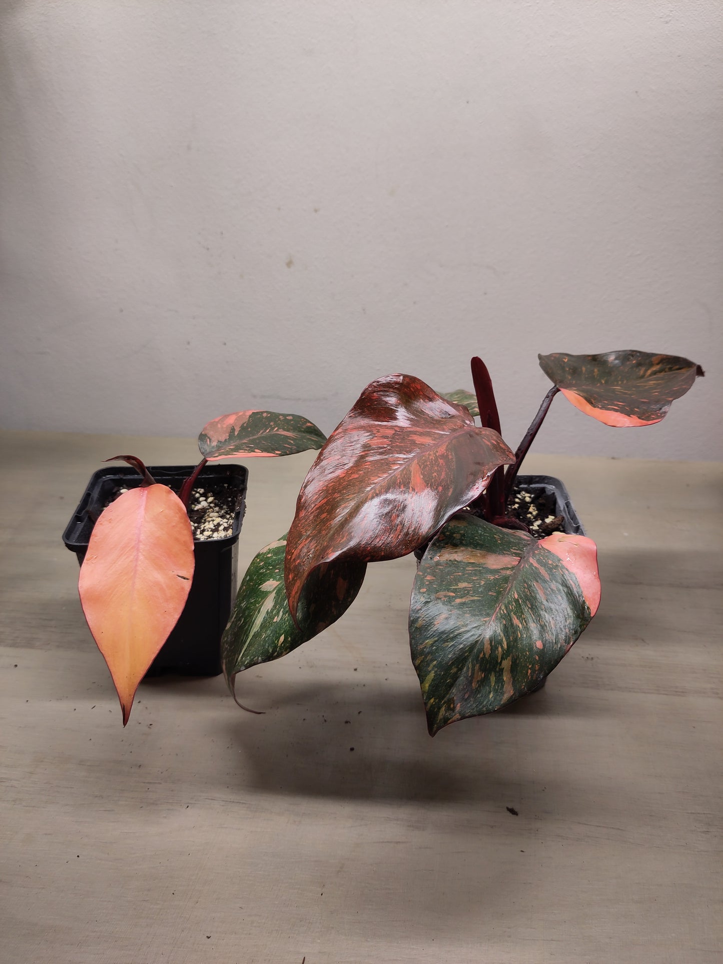 Philodendron Orange Princess Variegata