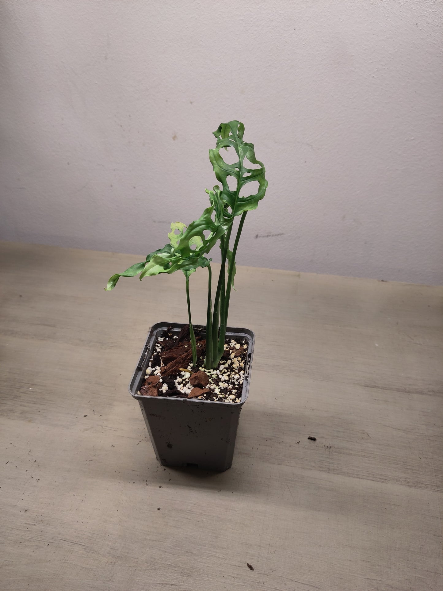 Monstera obliqua "Peru"