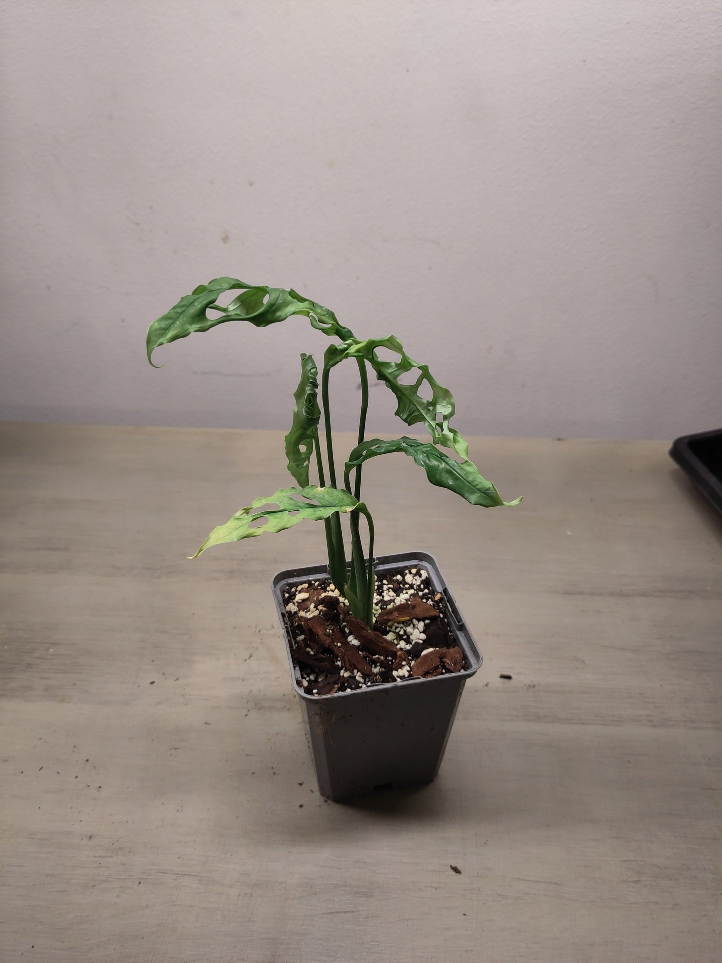 Monstera obliqua "Peru"