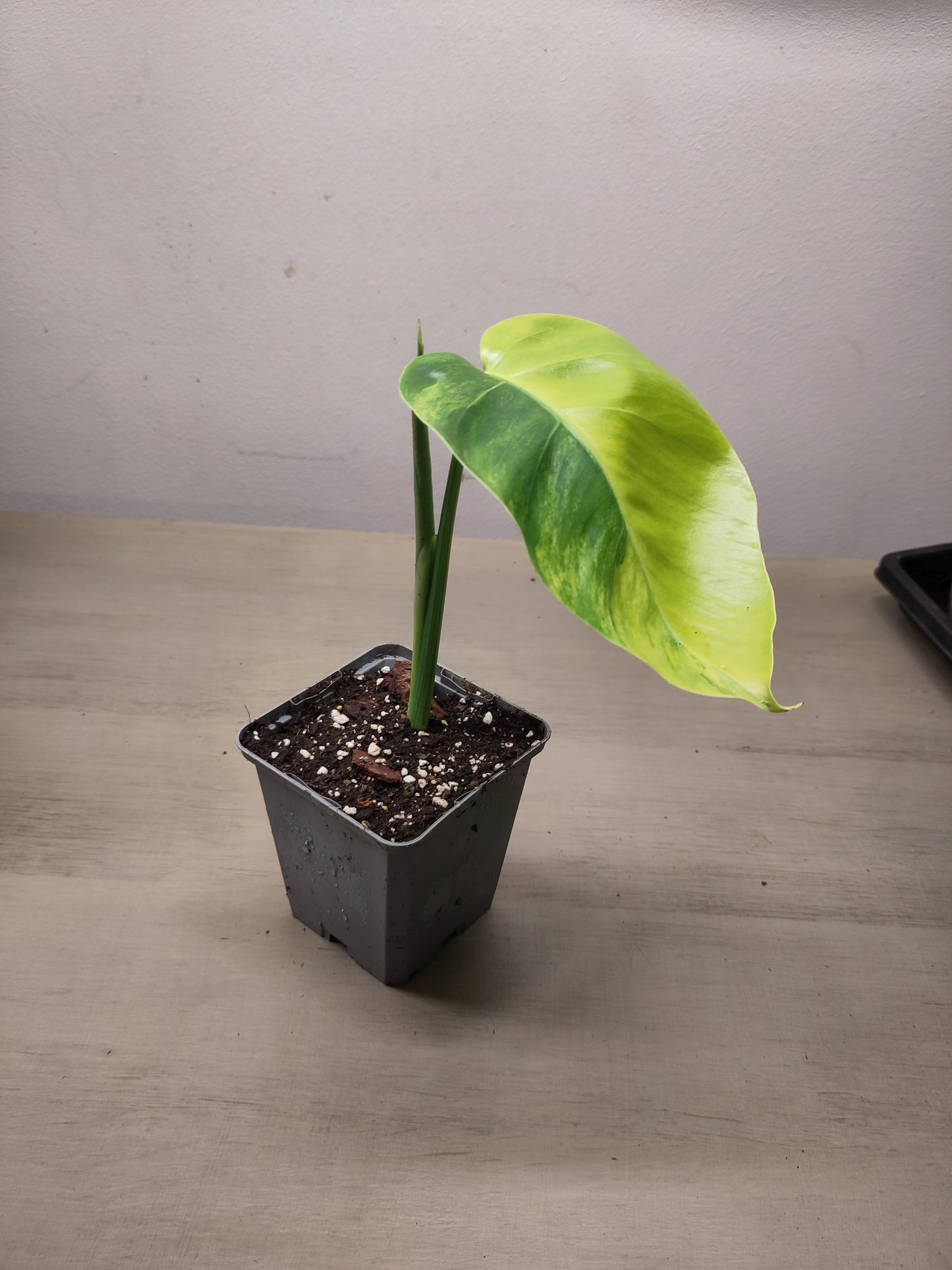 Monstera Borsigiana " Aurea" ( promo )