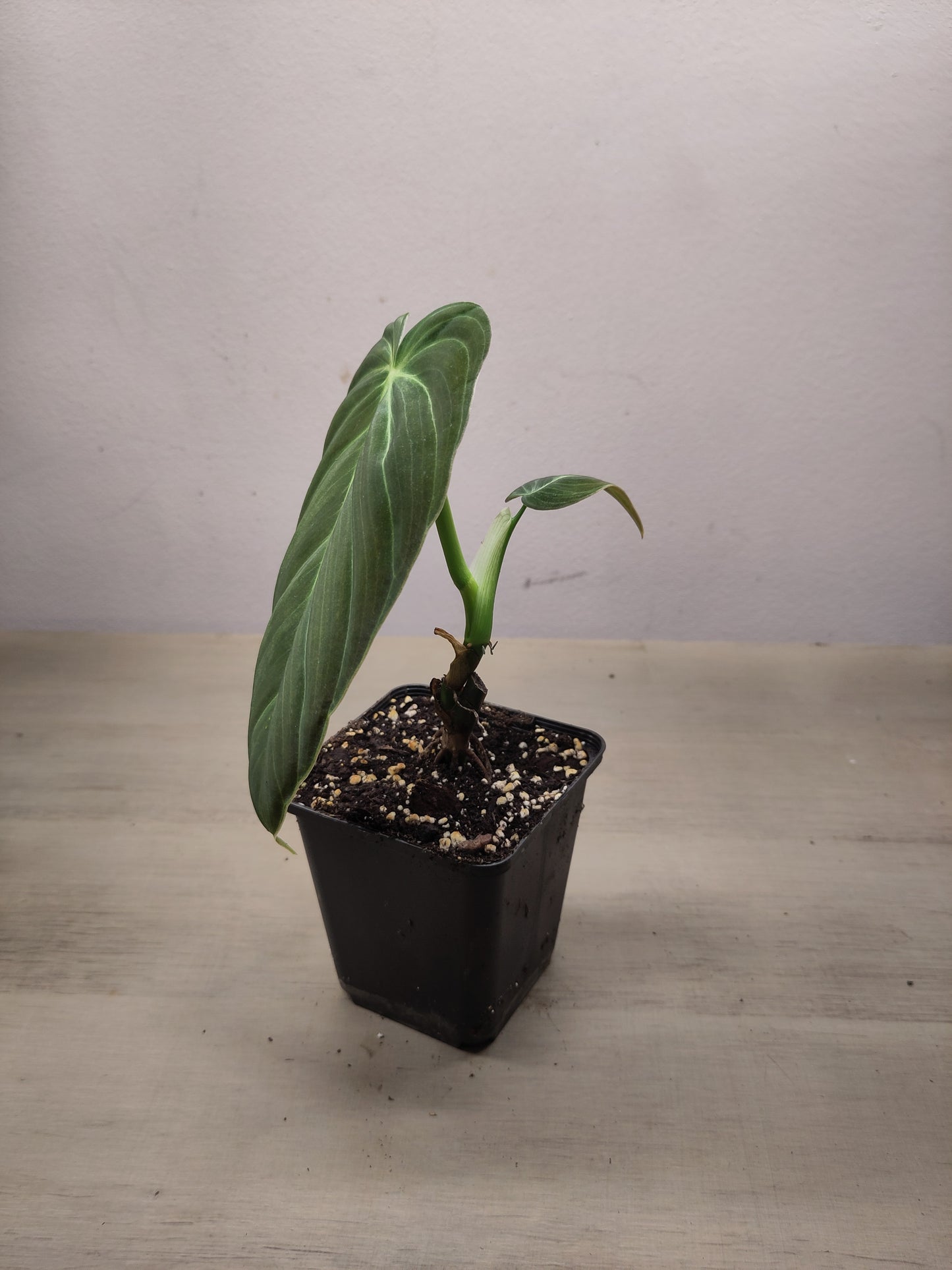 Philodendron melanochrysum