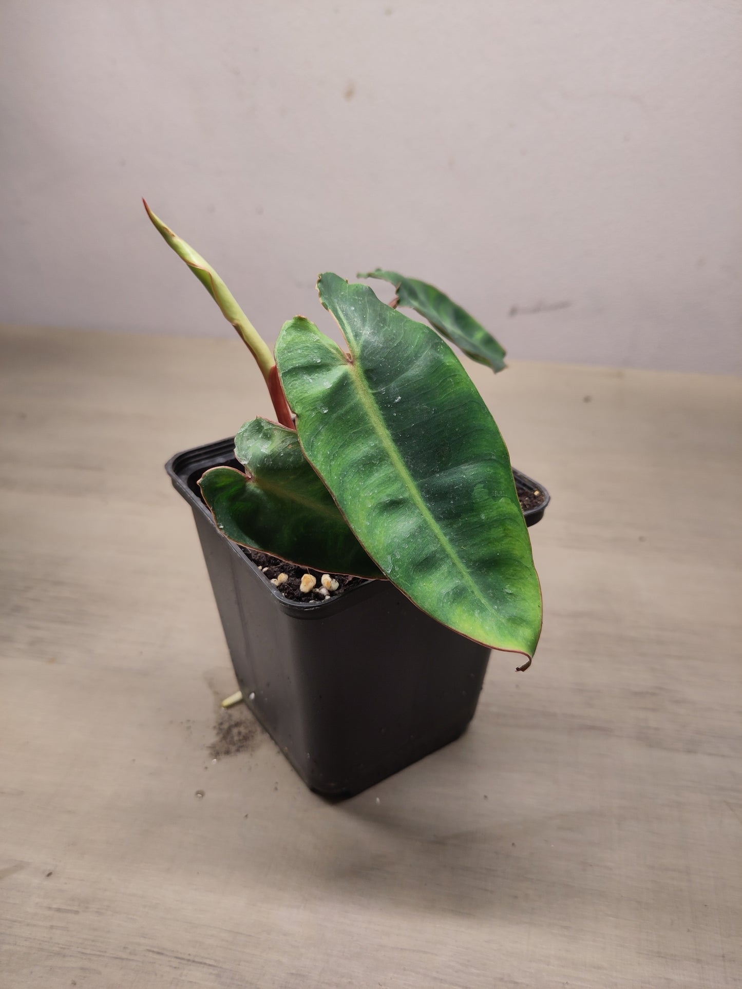 Philodendron billietiae ( Baby )