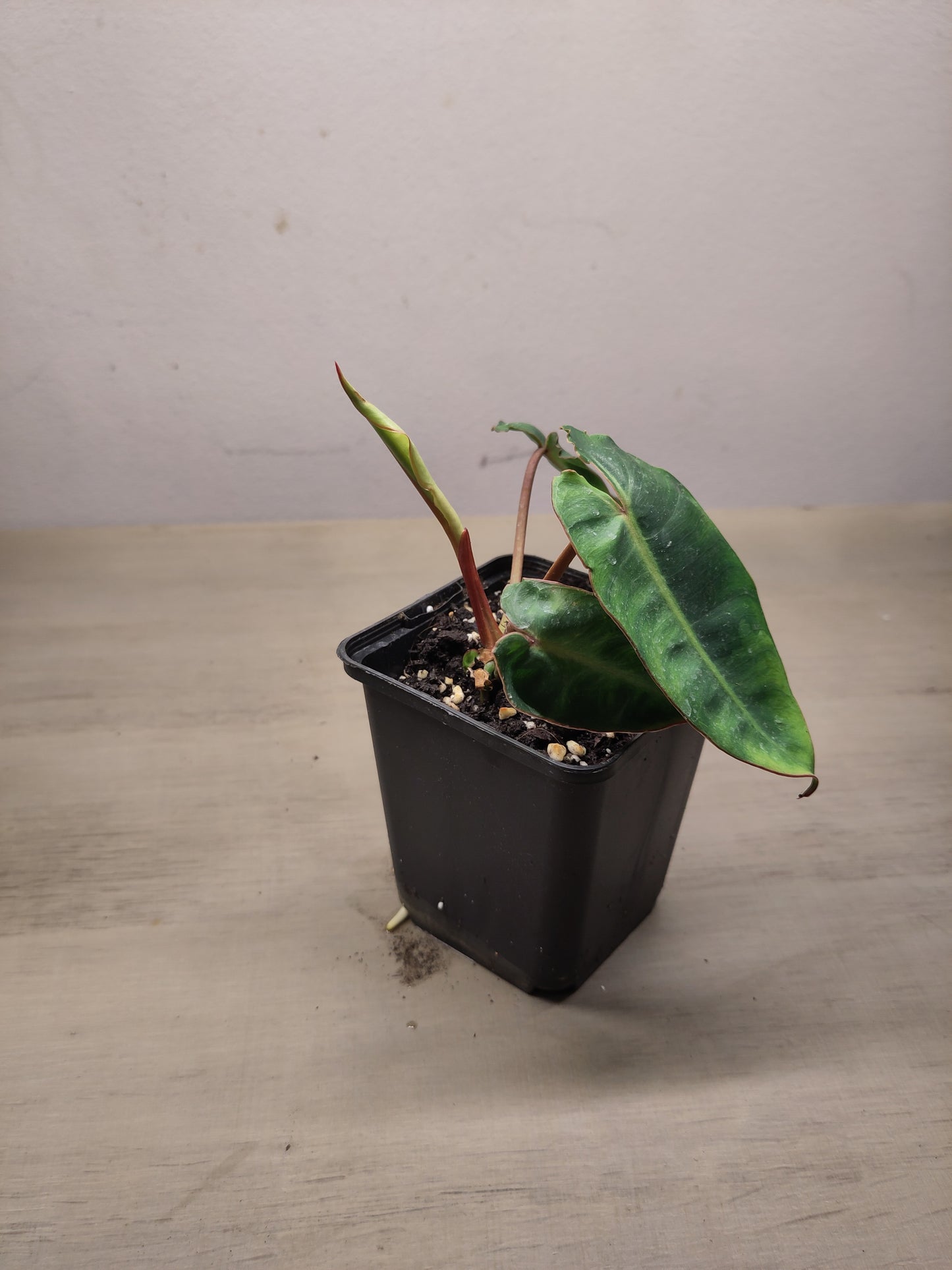 Philodendron billietiae ( Baby )