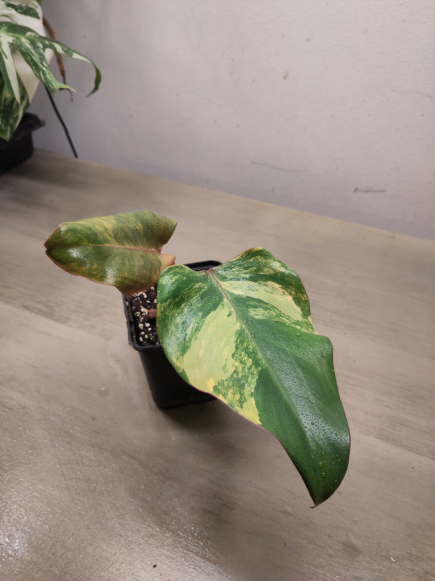 Philodendron strawberry shake variegata