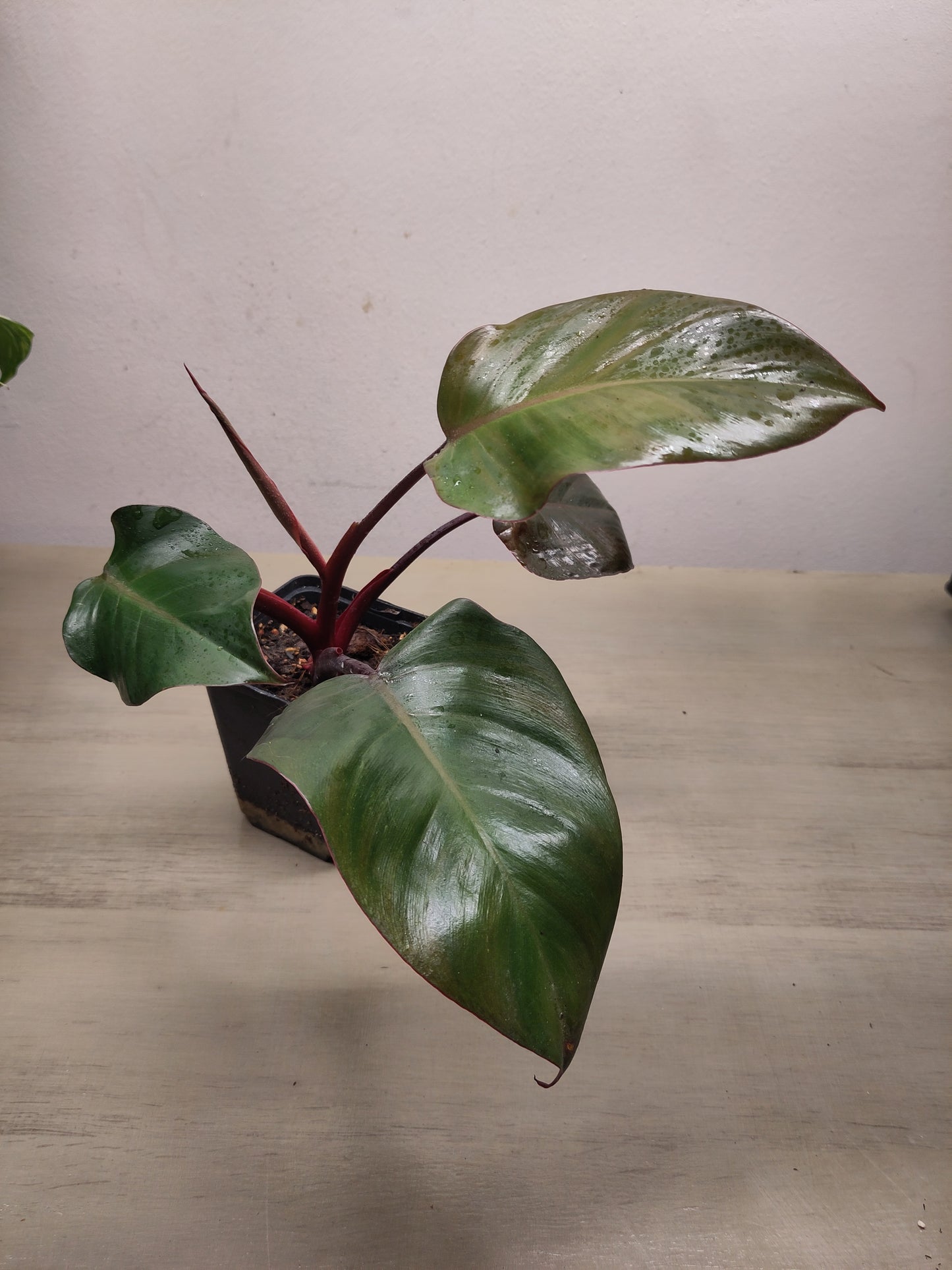 Philodendron Orange Princess non variegata ( variegata cutting )