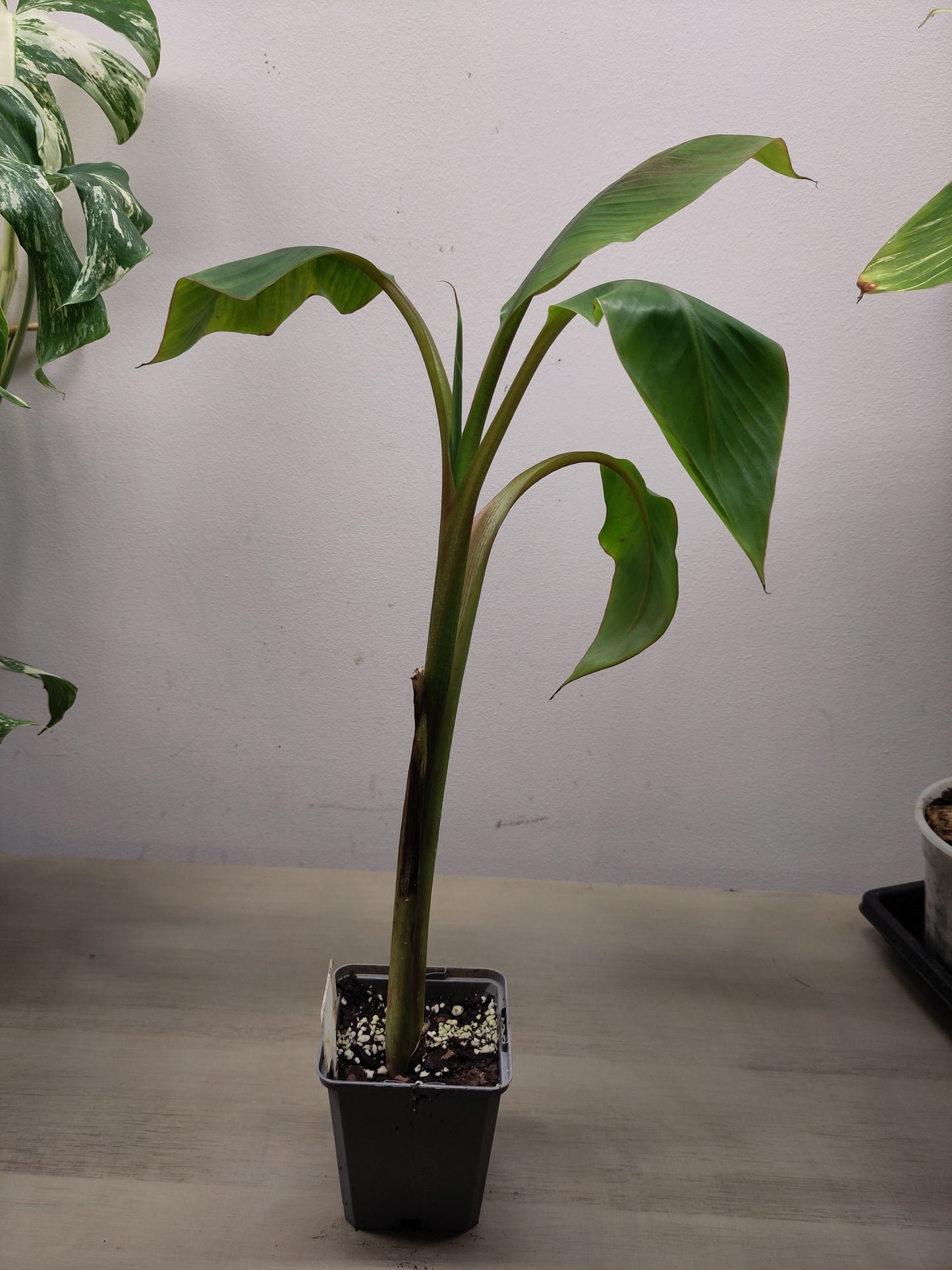 musa nono ( pas variegata )