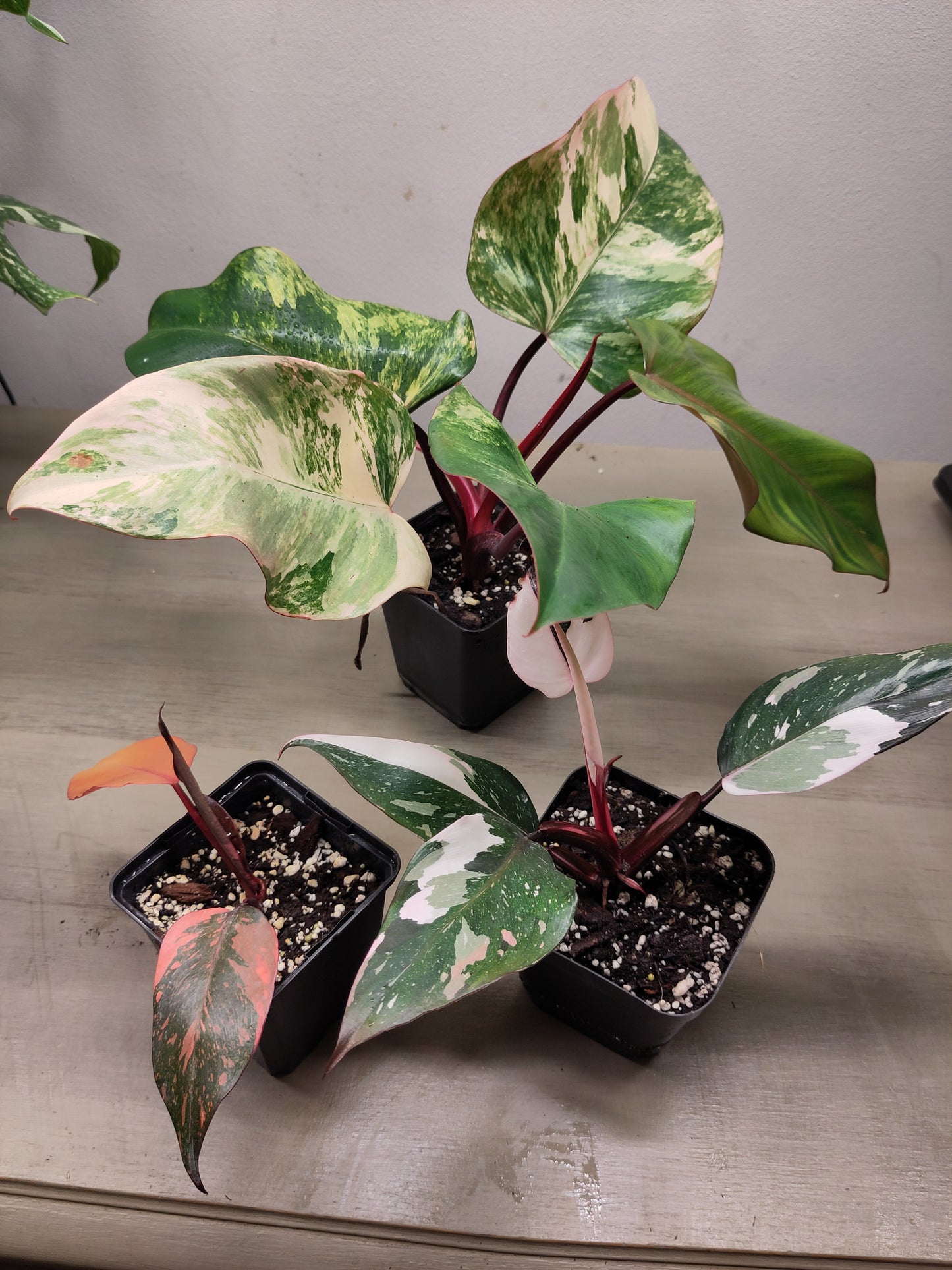 Lot " colorfull philodendron 1 "
