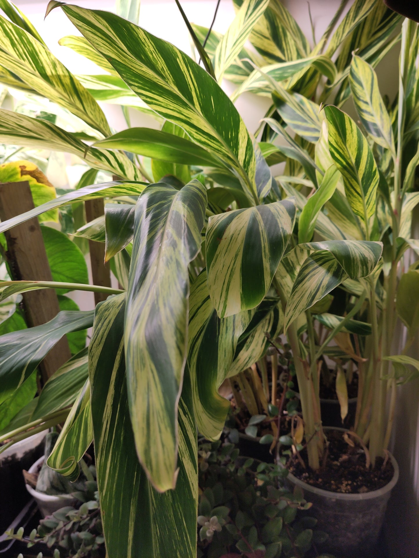 Alpinia Zerumbet Variegata (Gingembre coquille panaché) XL