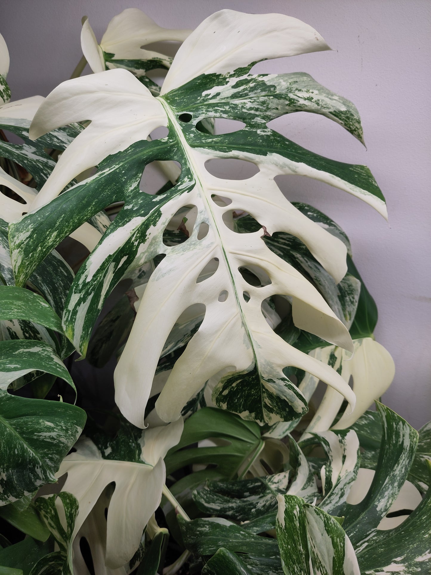 Monstera Deliciosa Variegata grade A ( promo )