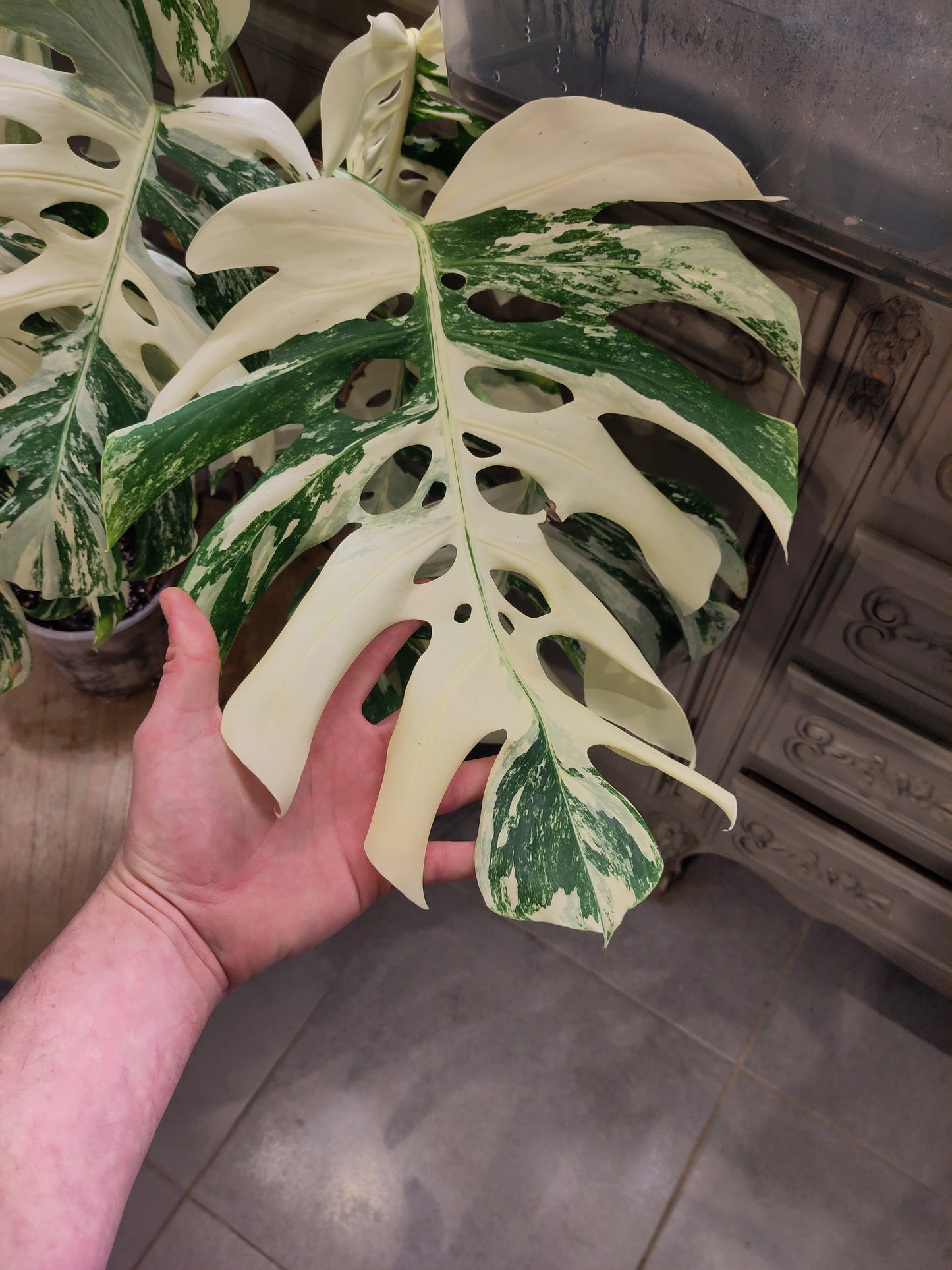 Monstera Deliciosa Variegata grade A ( promo )