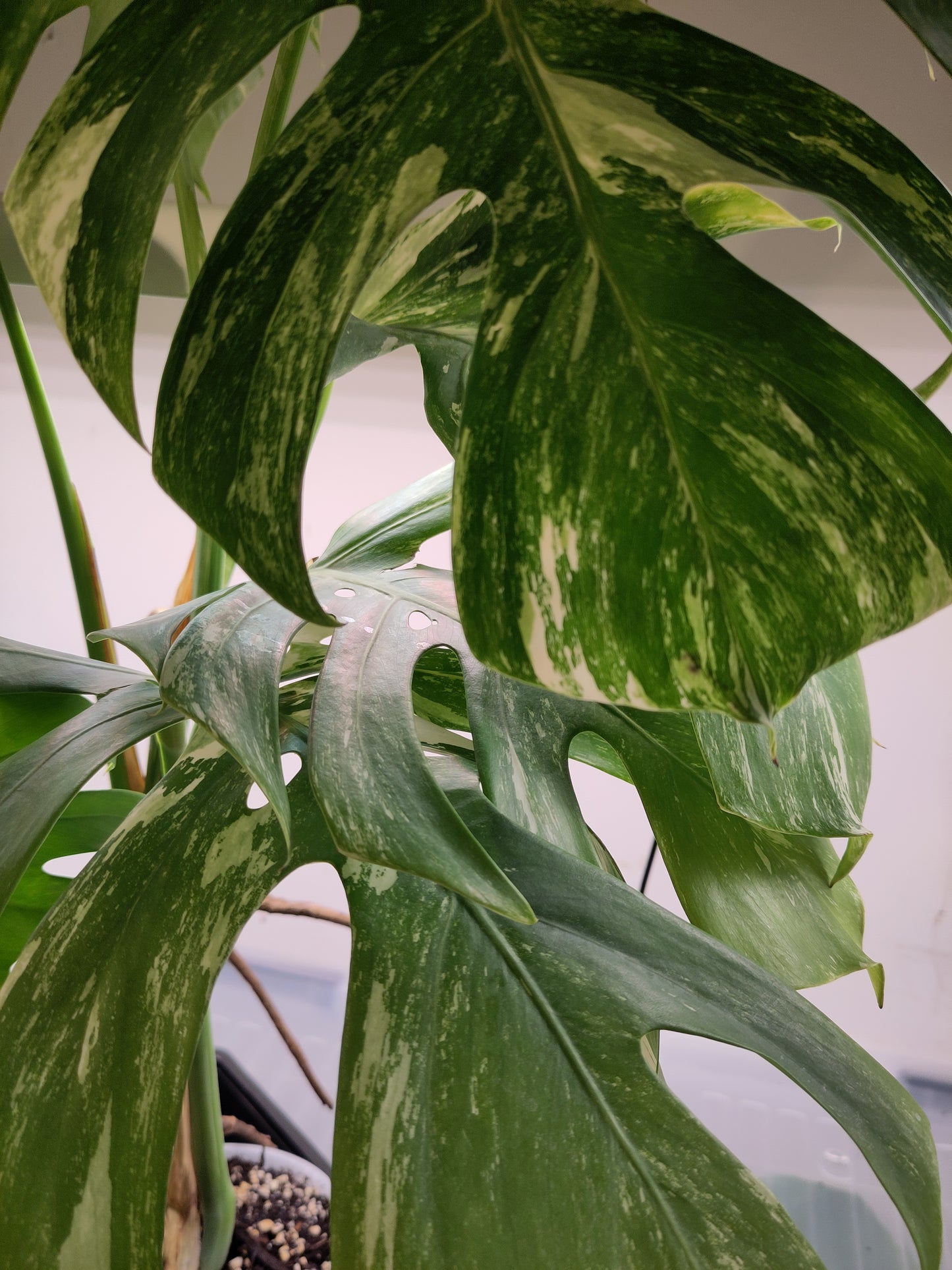 Preorder Monstera Déliciosa Variegata grade B ( disponible fin février )