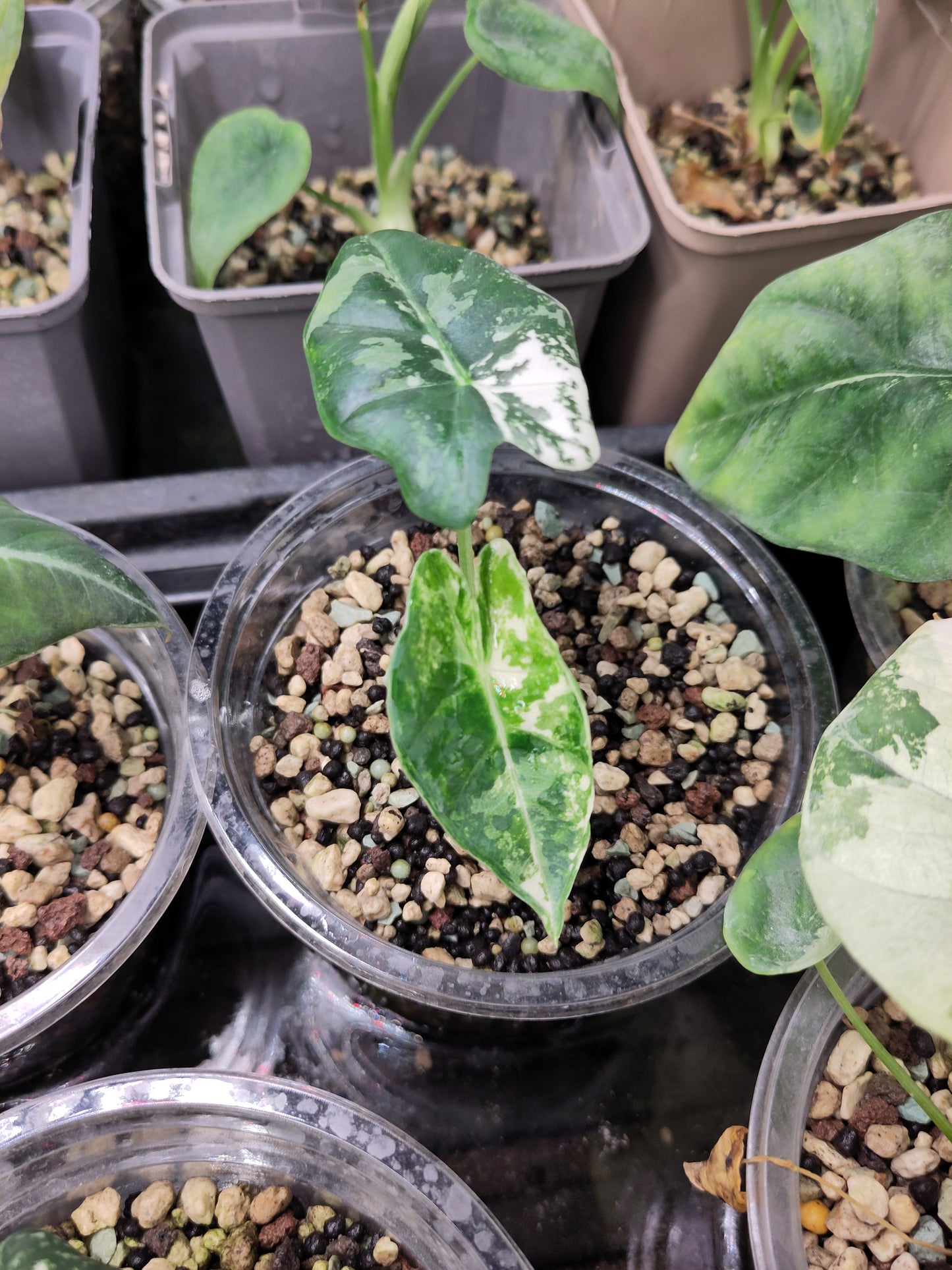Alocasia Sinuata Variegata