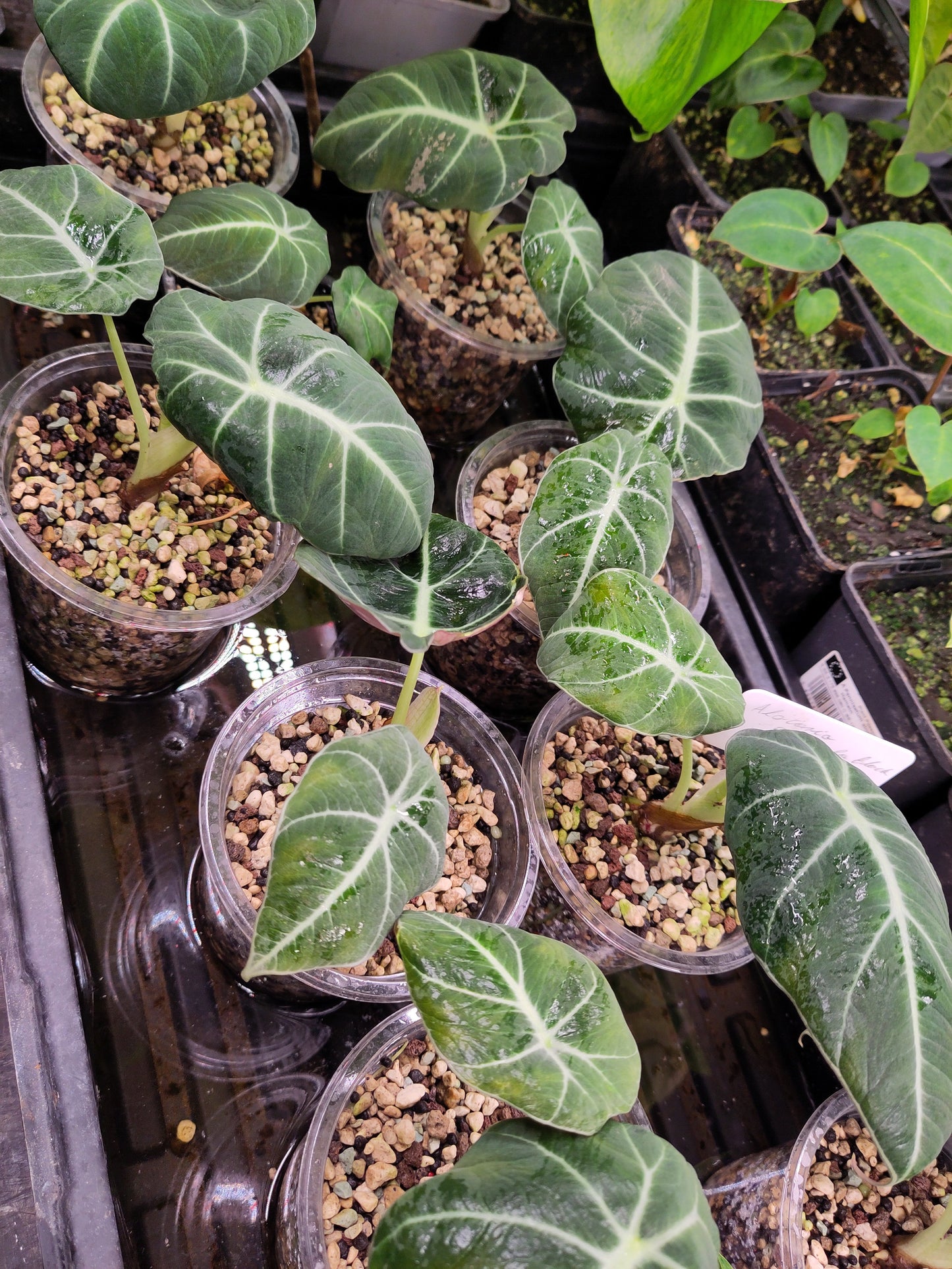 Alocasia reginula black velvet