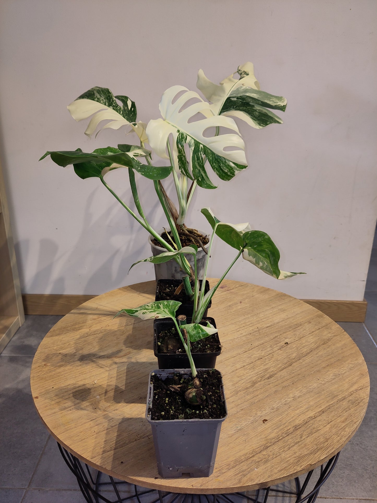 Monstera Deliciosa Variegata grade A ( promo )