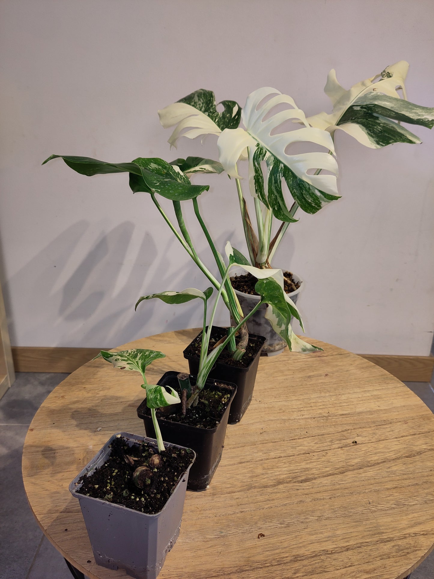 Monstera Deliciosa Variegata grade A ( promo )
