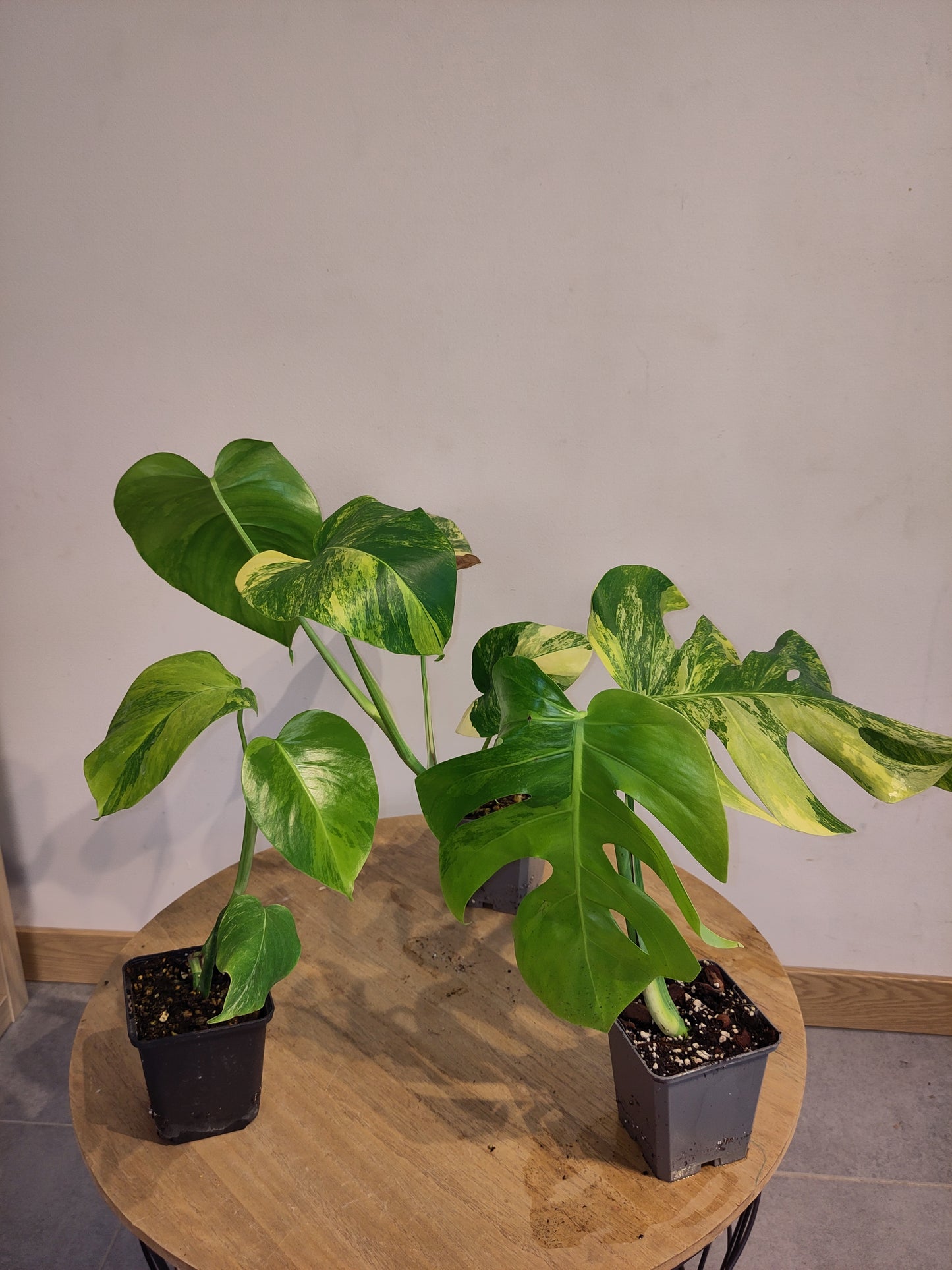 Monstera Borsigiana " Aurea" ( promo )