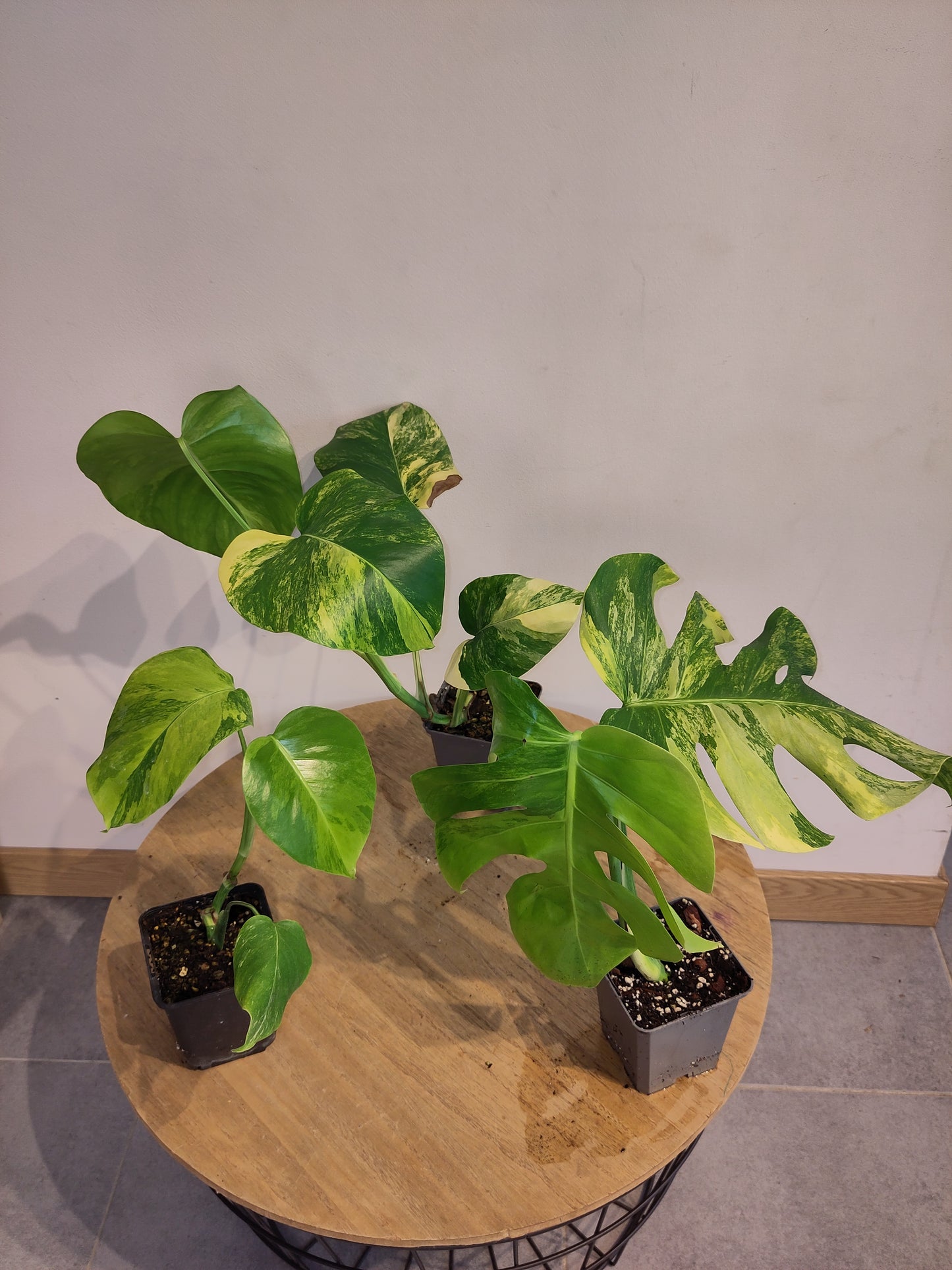 Monstera Borsigiana " Aurea" ( promo )