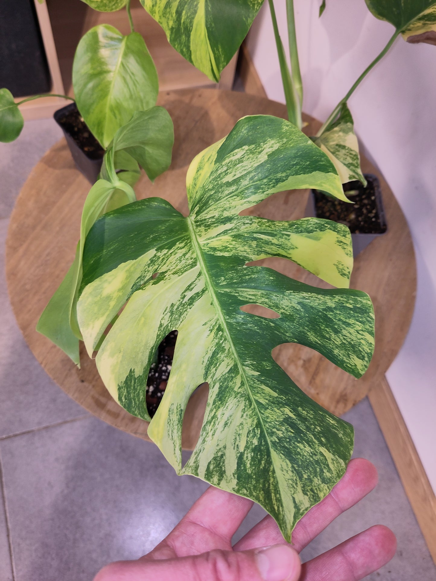 Monstera Borsigiana " Aurea" ( promo )