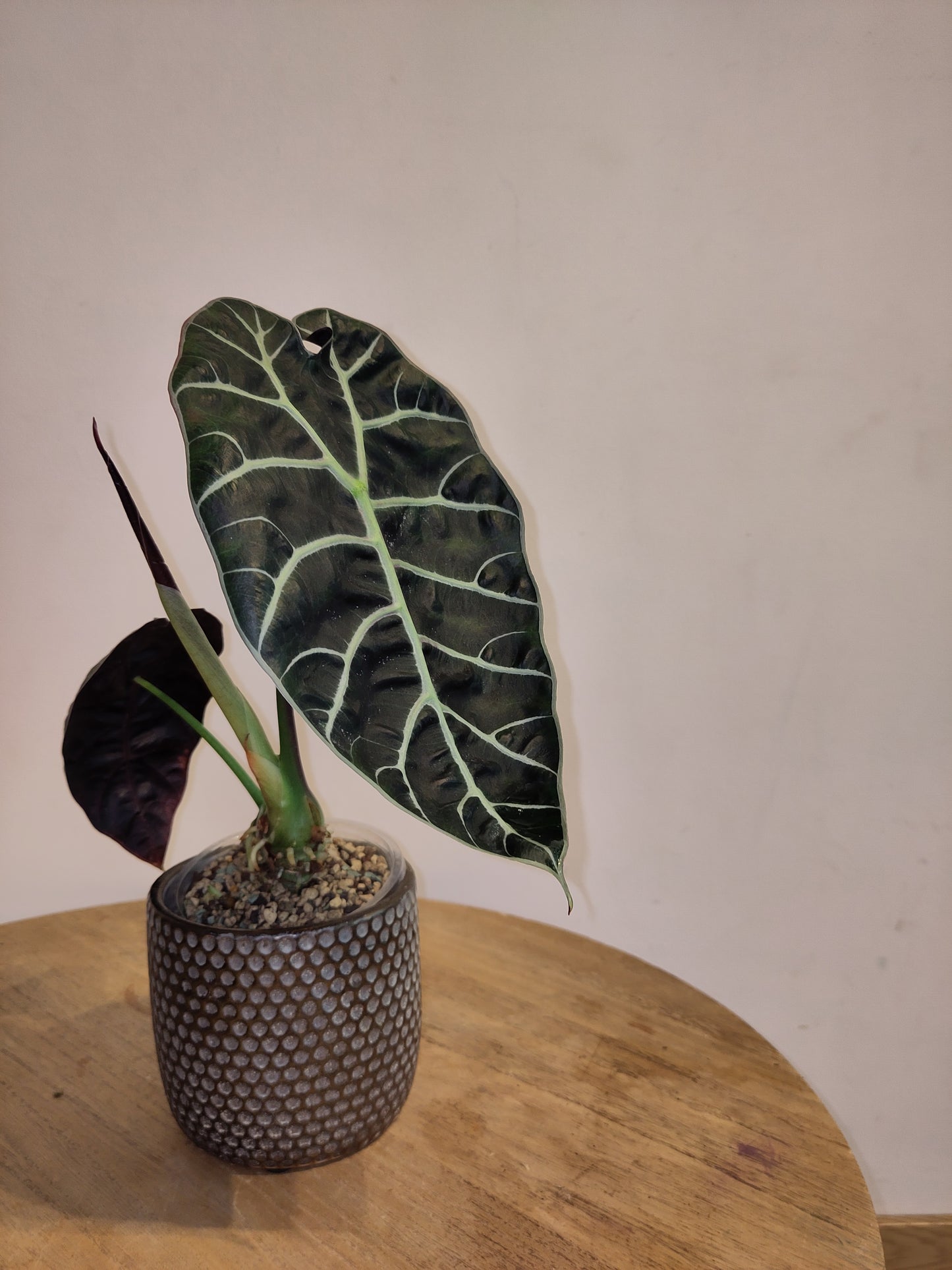Alocasia watsoniana ( promo big size )