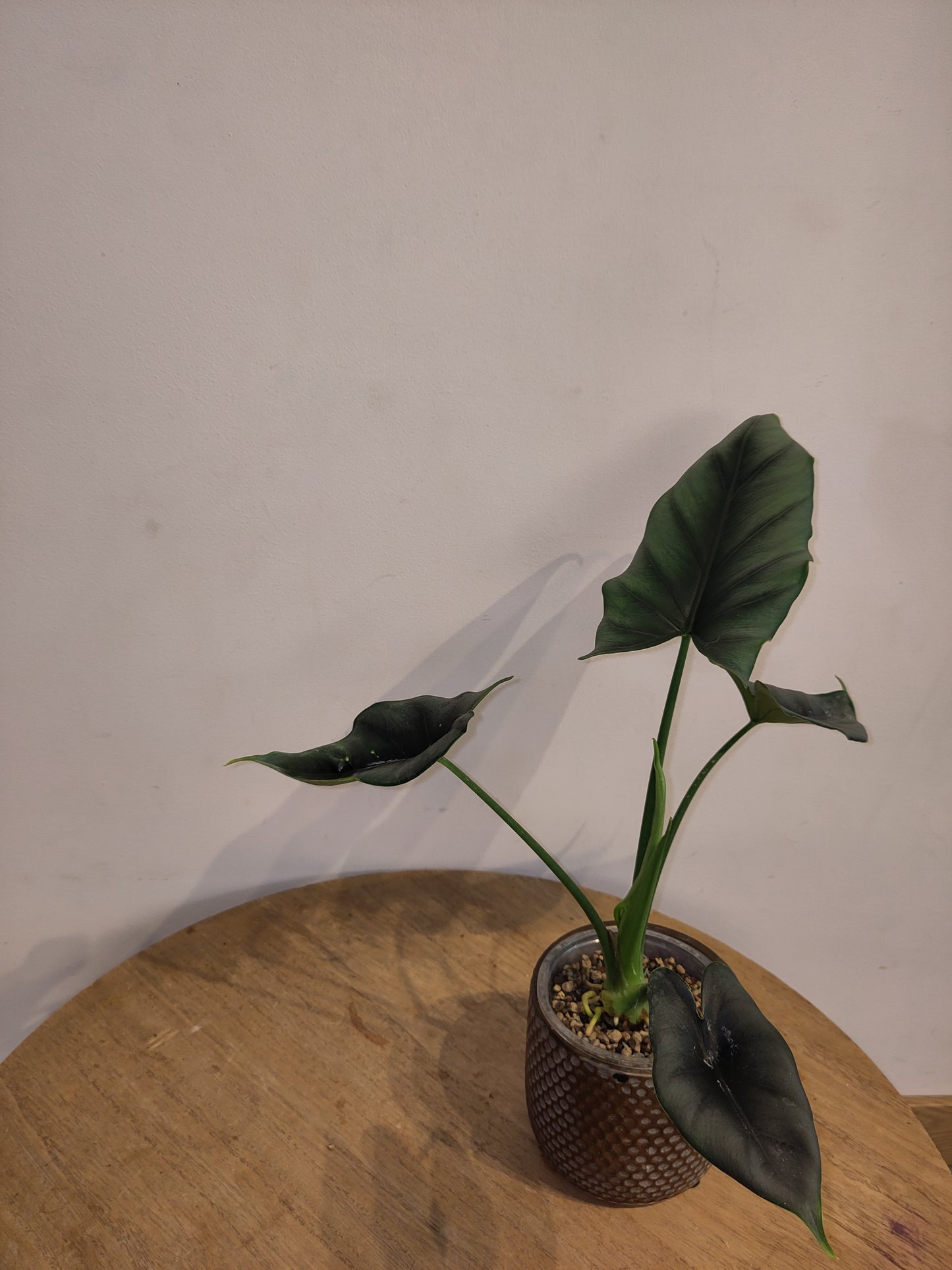 Alocasia reversa ( promo big size )