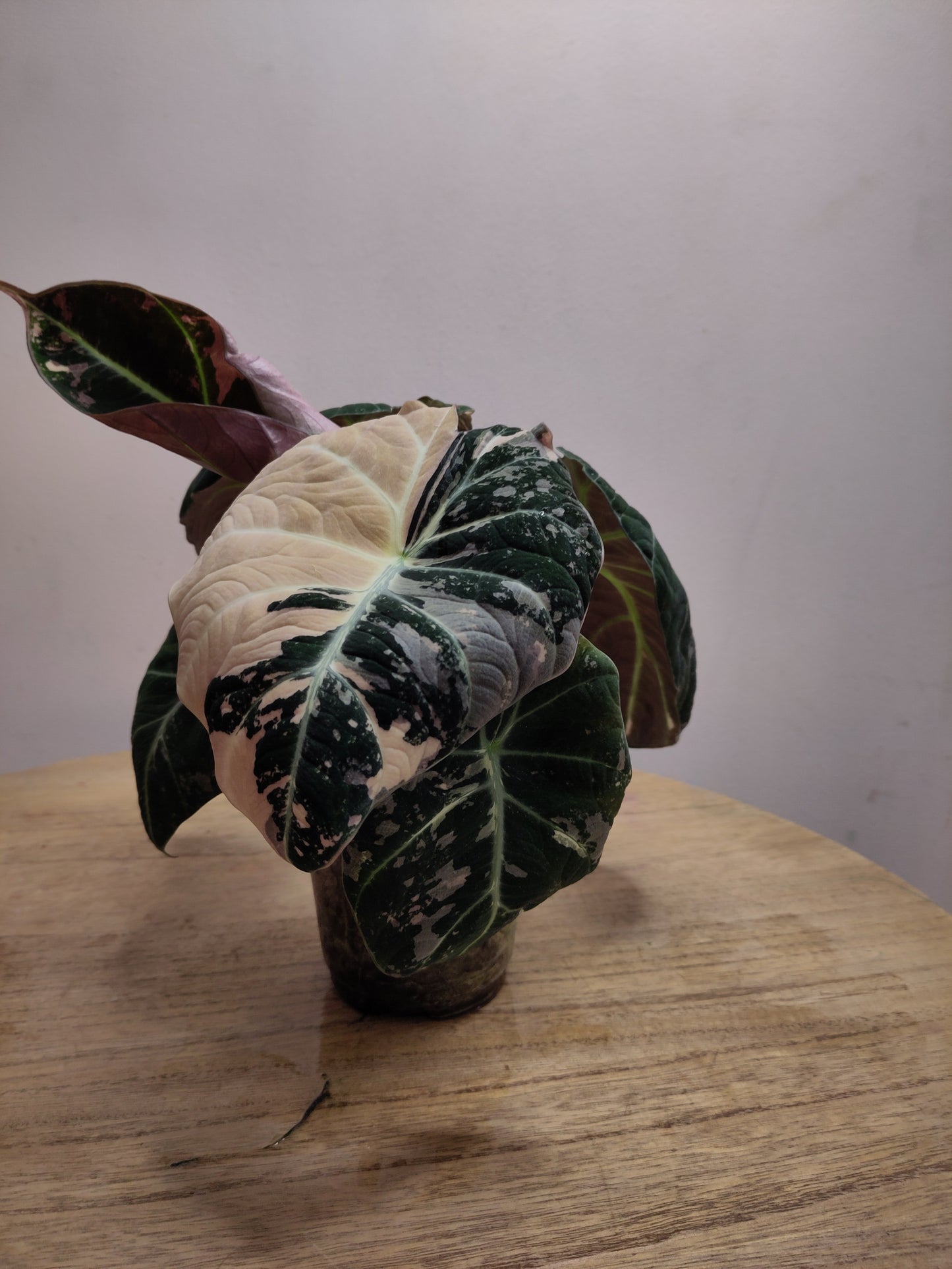 Alocasia Black velvet pink variegata ( promo )
