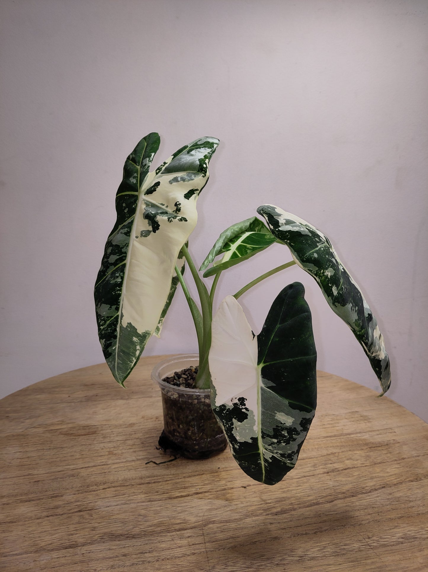 Alocasia Frydek Variegata