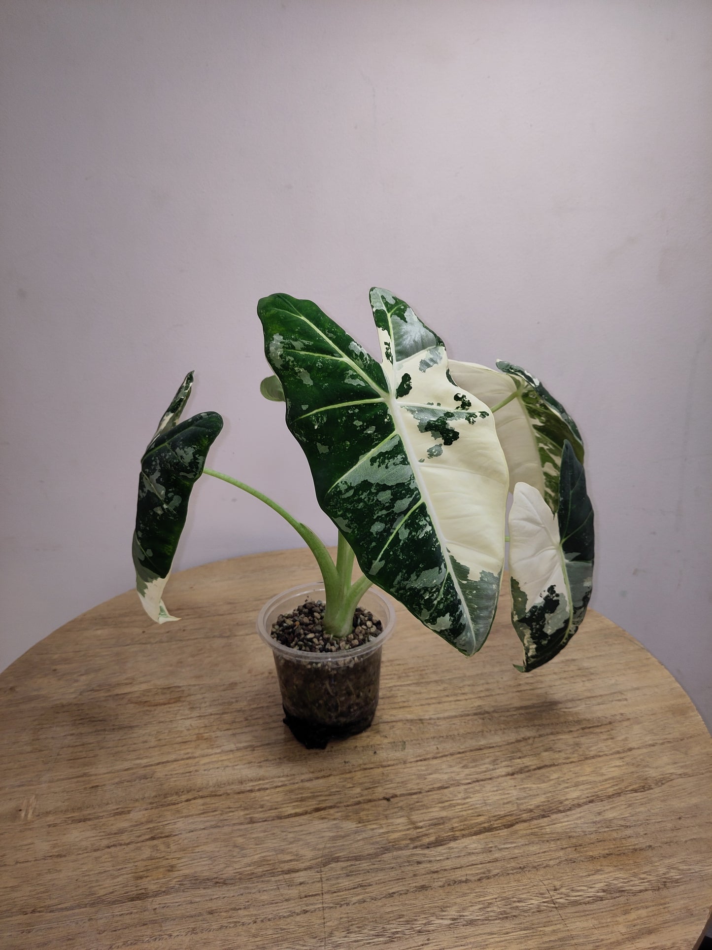 Alocasia Frydek Variegata ( promo big size )