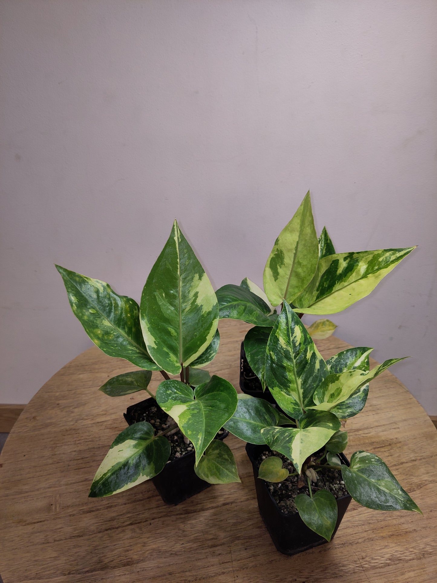 Anthurium Renaissance Variegata ( super génétique / seulement 4 disponible )( promo lancement )