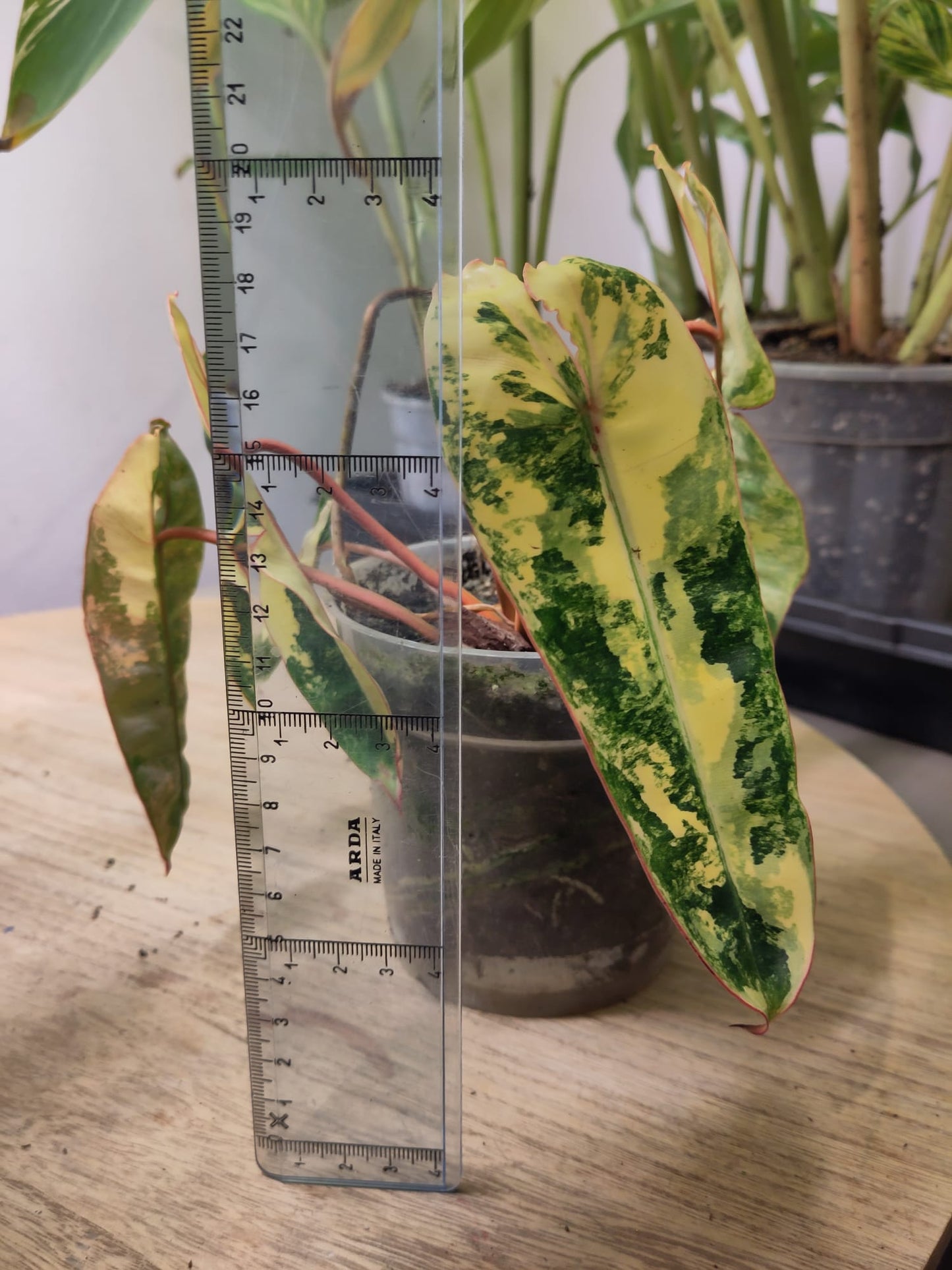 Philodendron Billietiae Variegata WYSIWYG (super génétique)