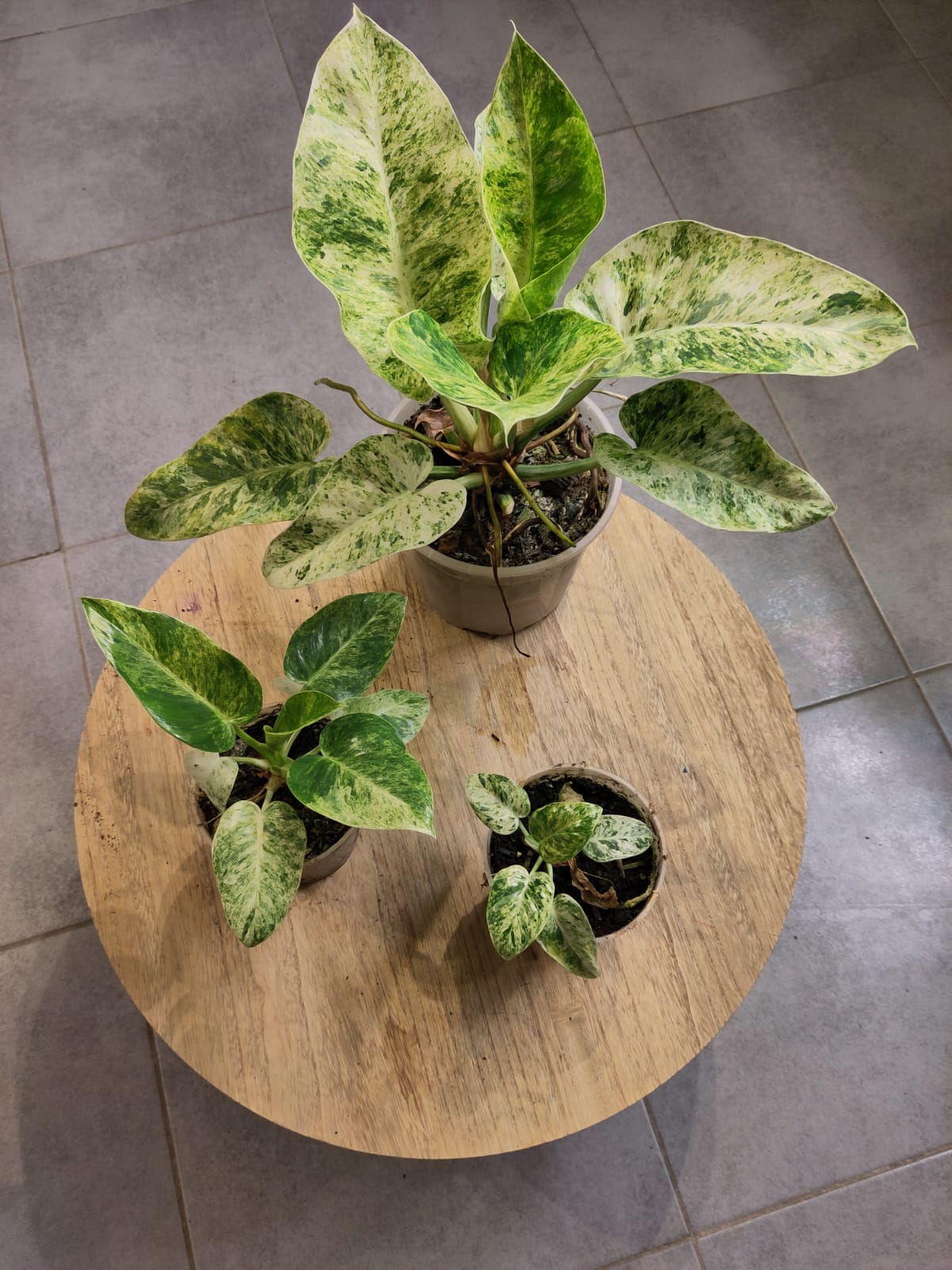 Philodendron giganteum variegata