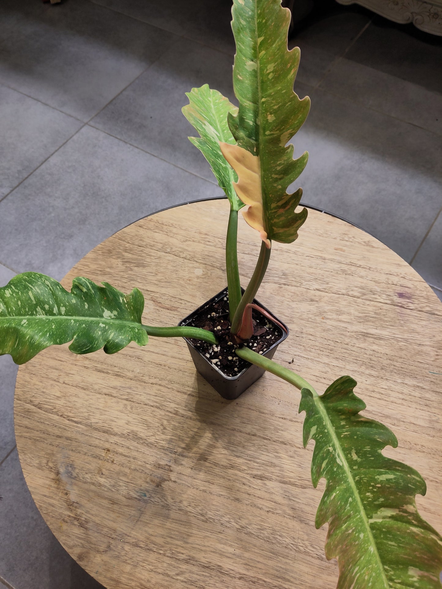 Philodendron Ring of fire Variegata