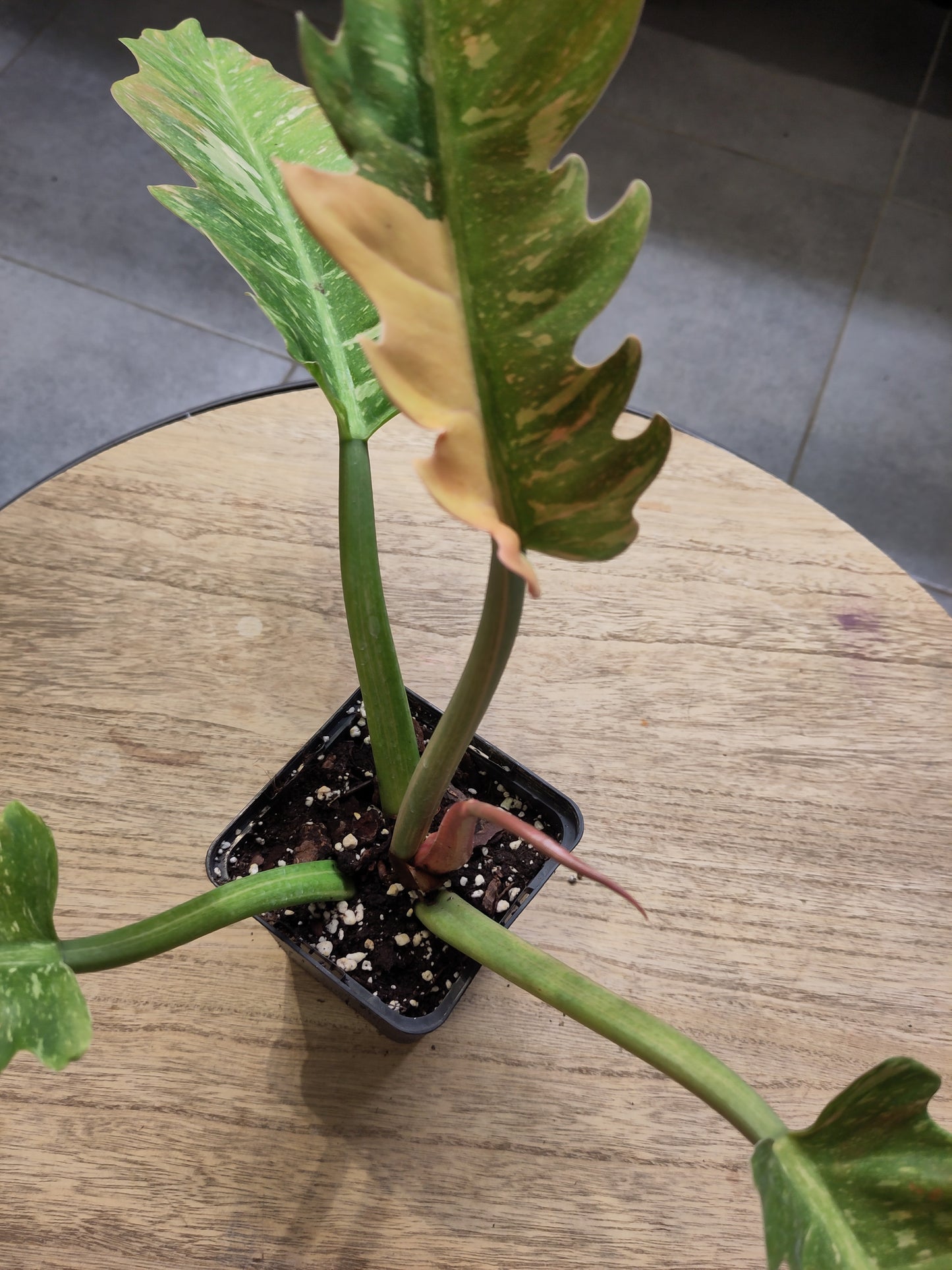 Philodendron Ring of fire Variegata