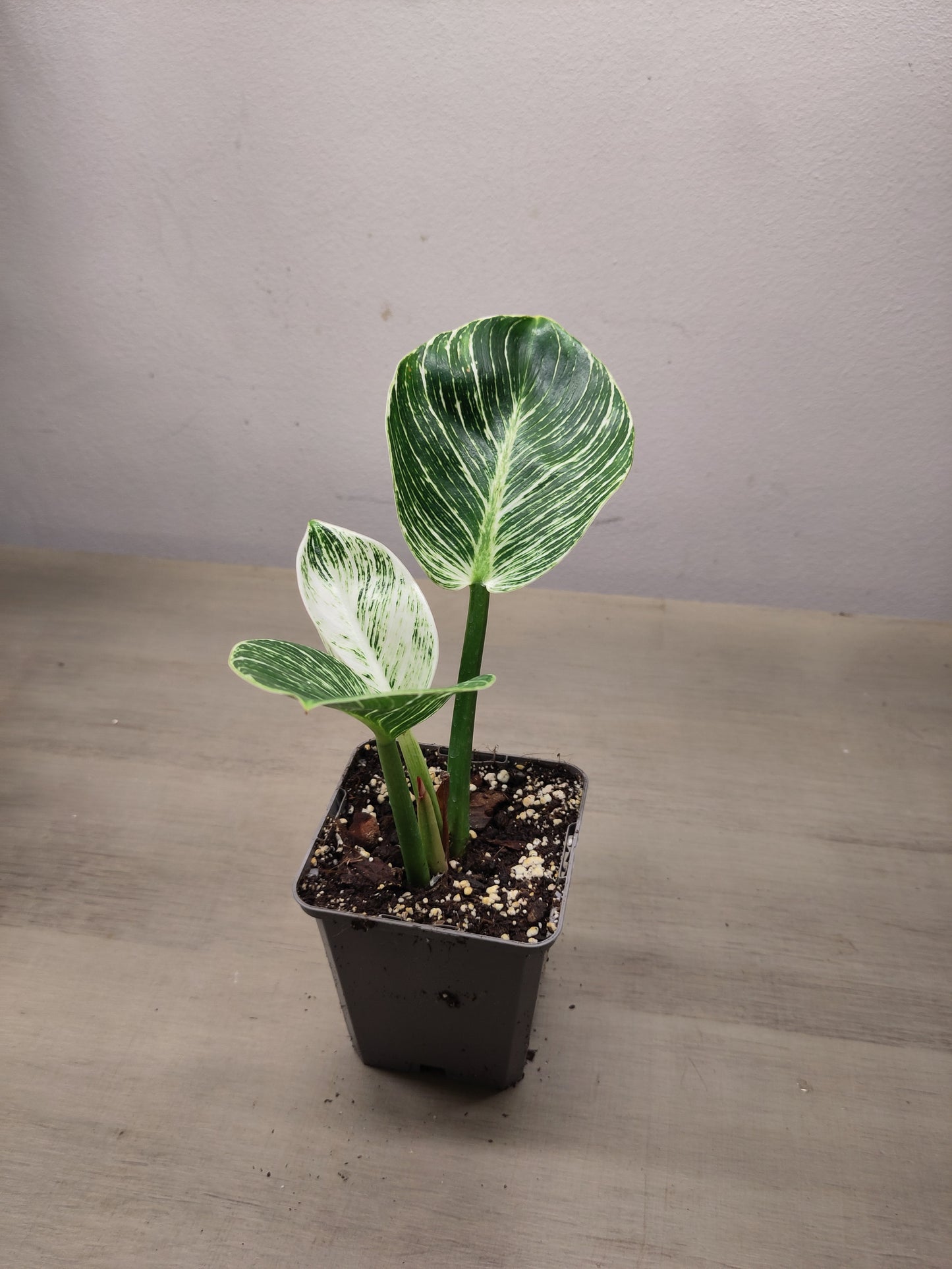 Philodendron "Birkin"