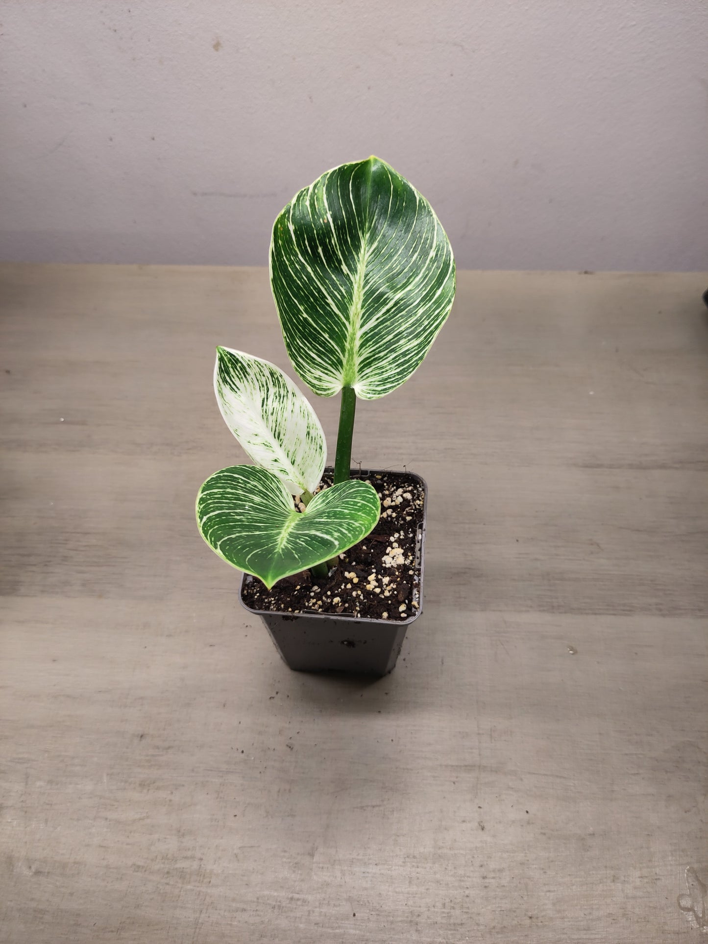 Philodendron "Birkin"