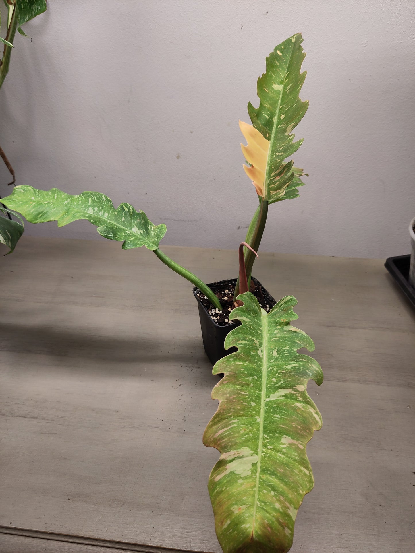 Philodendron Ring of fire Variegata