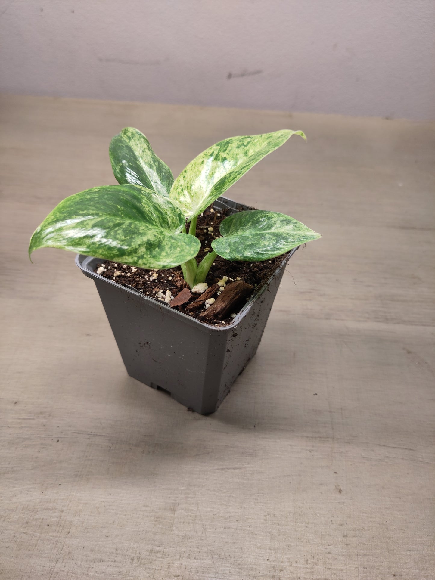 Philodendron giganteum variegata