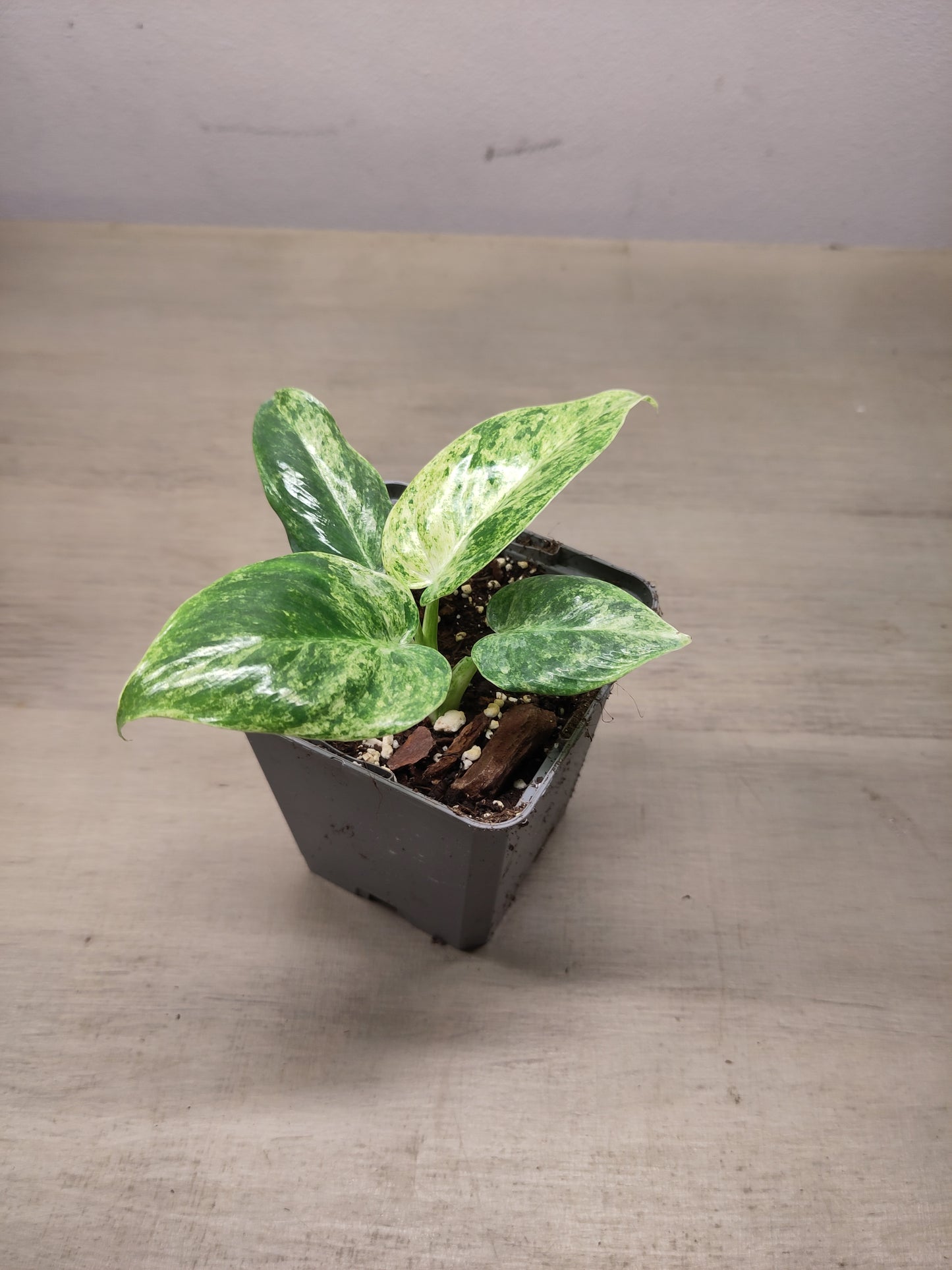 Philodendron giganteum variegata