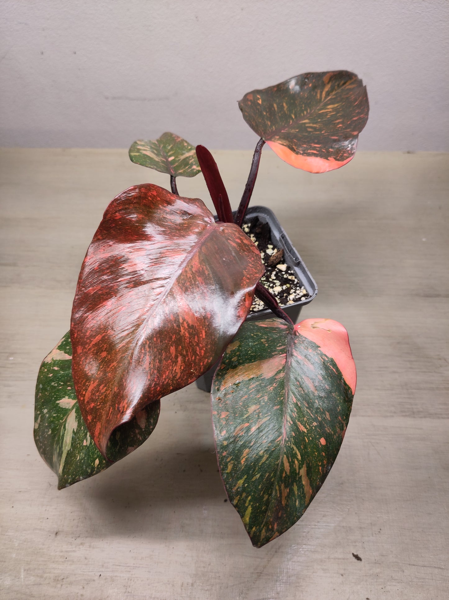 Philodendron Orange Princess Variegata