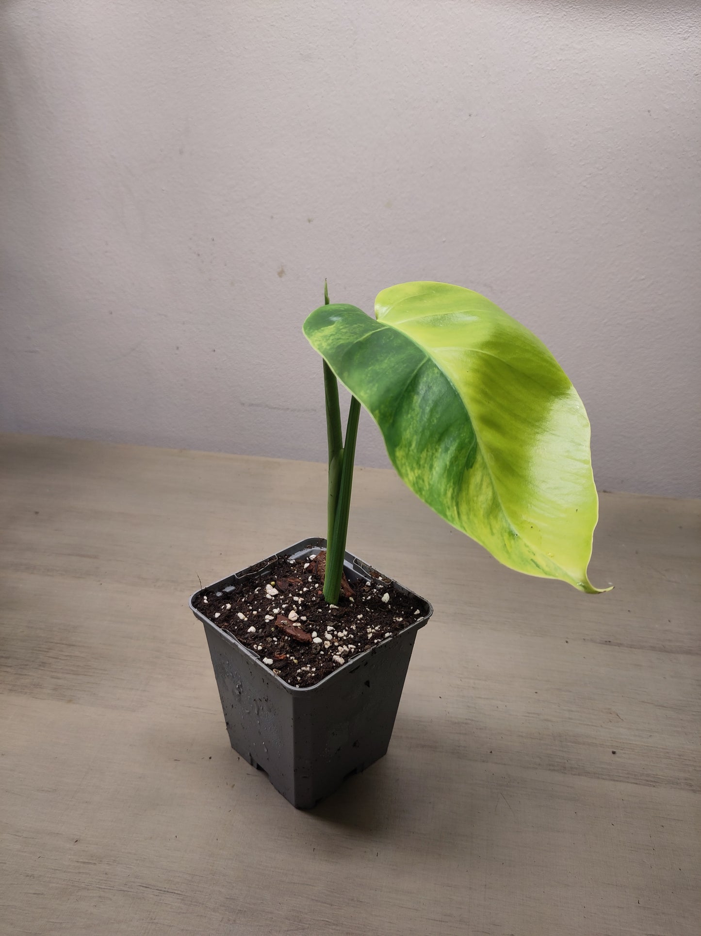 Monstera Borsigiana " Aurea" ( promo )